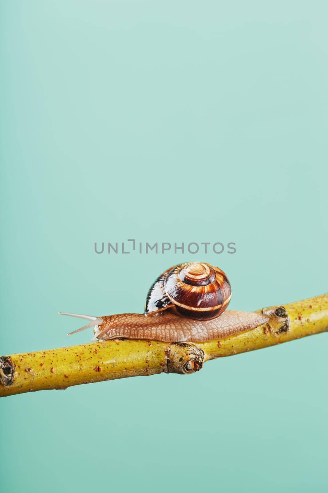 A large edible grape snail crawls along a tree branch on a green background. by AlexGrec