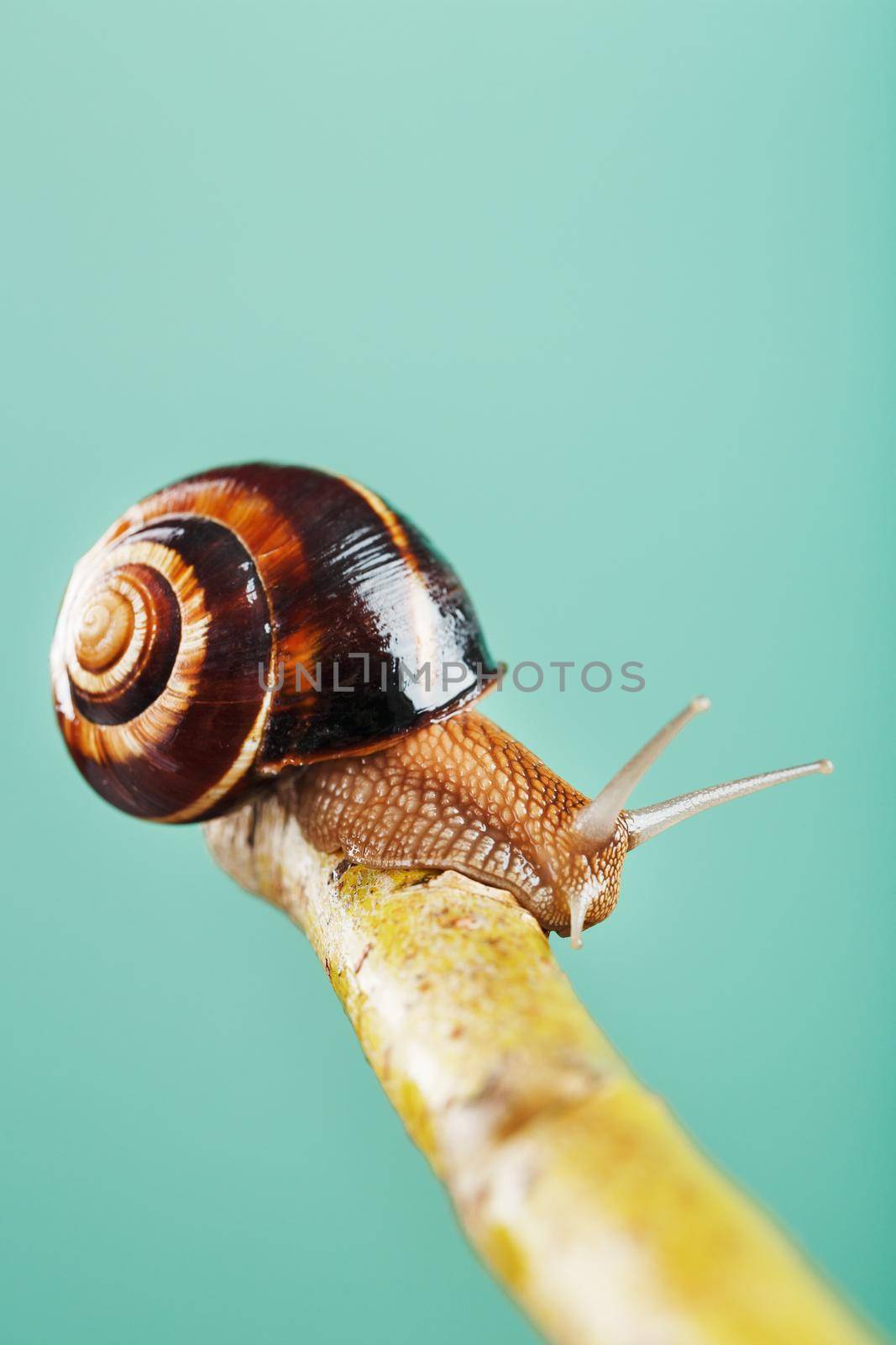 A large snail with horns and a brown shell crawls along a branch on a green background. The concept of overcoming complexity