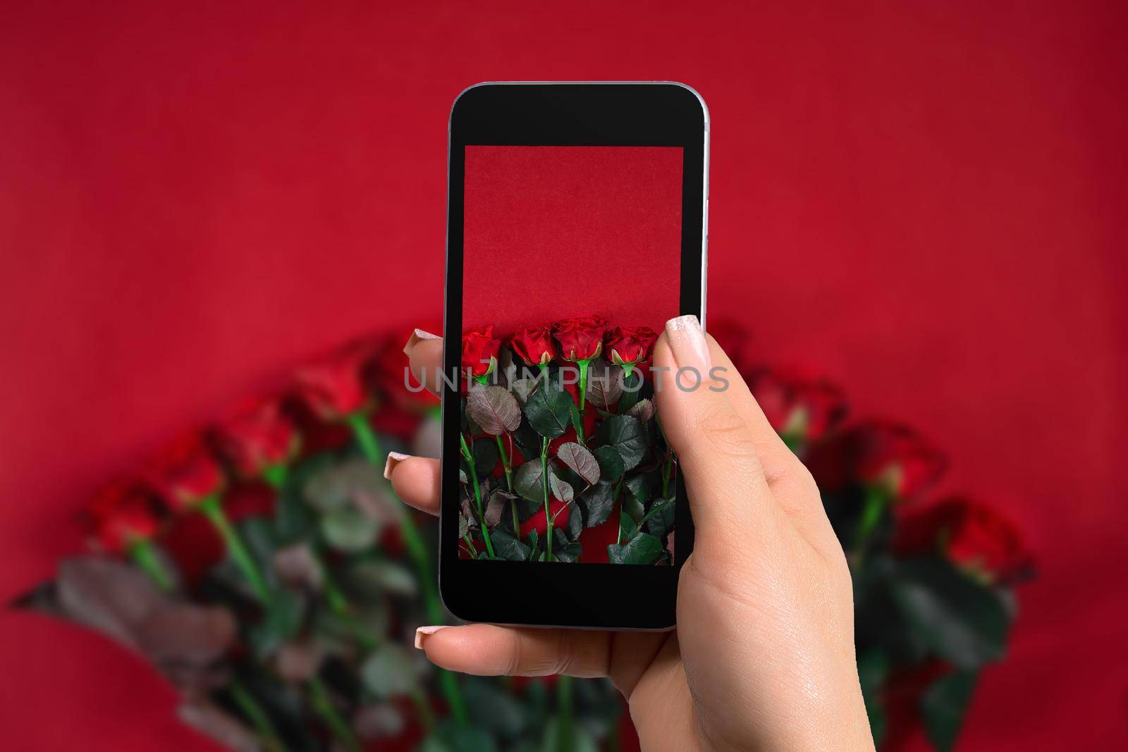 Closeup of woman is preparing to make a photo with a mobile phone. Bouquet of roses on a red background. Top view