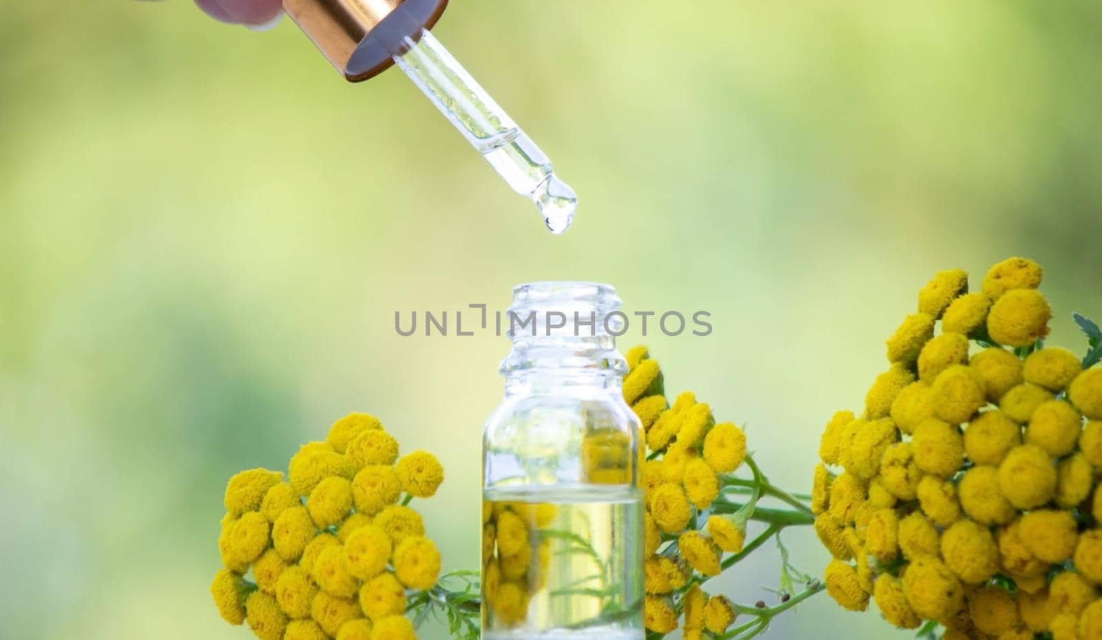 oils from the immortelle plant. Nature. selective focus