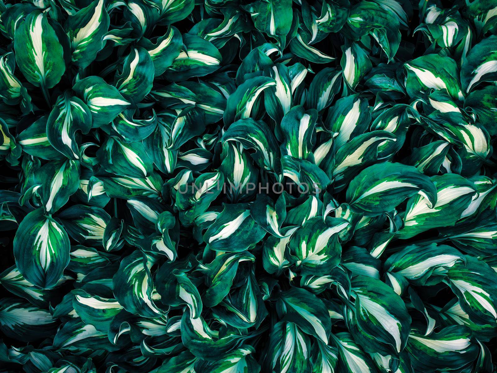 tropical leaves, abstract green leaves texture, nature background by Andre1ns