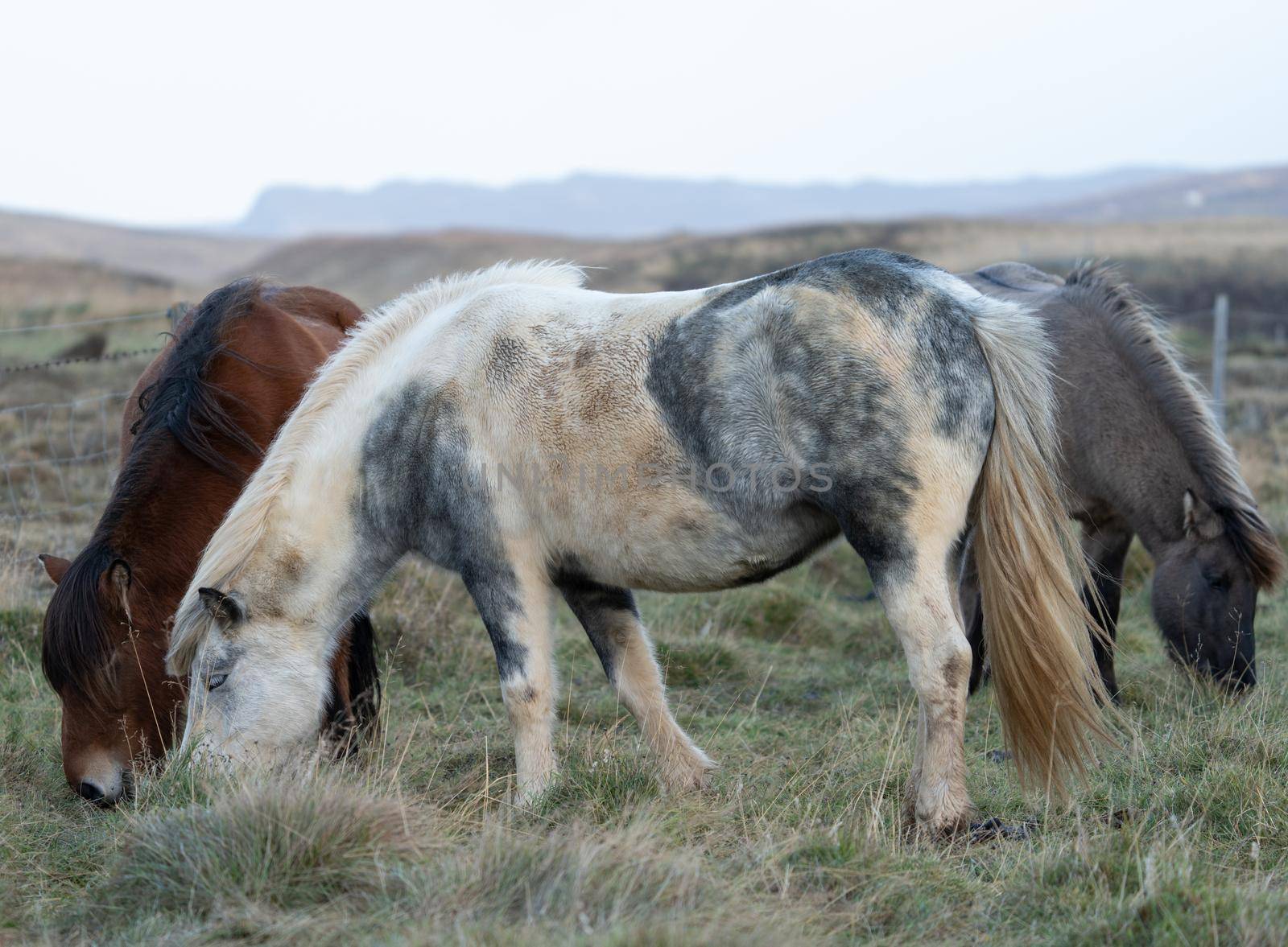 Icelandic horses grazing in Iceland, white sky for text by FerradalFCG