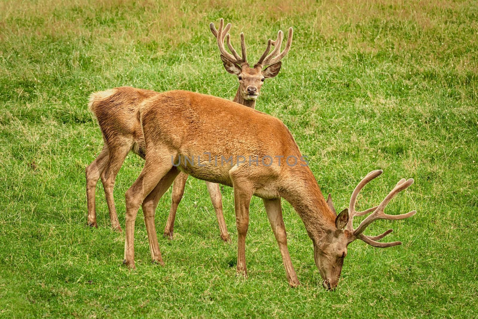 Two deers on the pasture by SNR