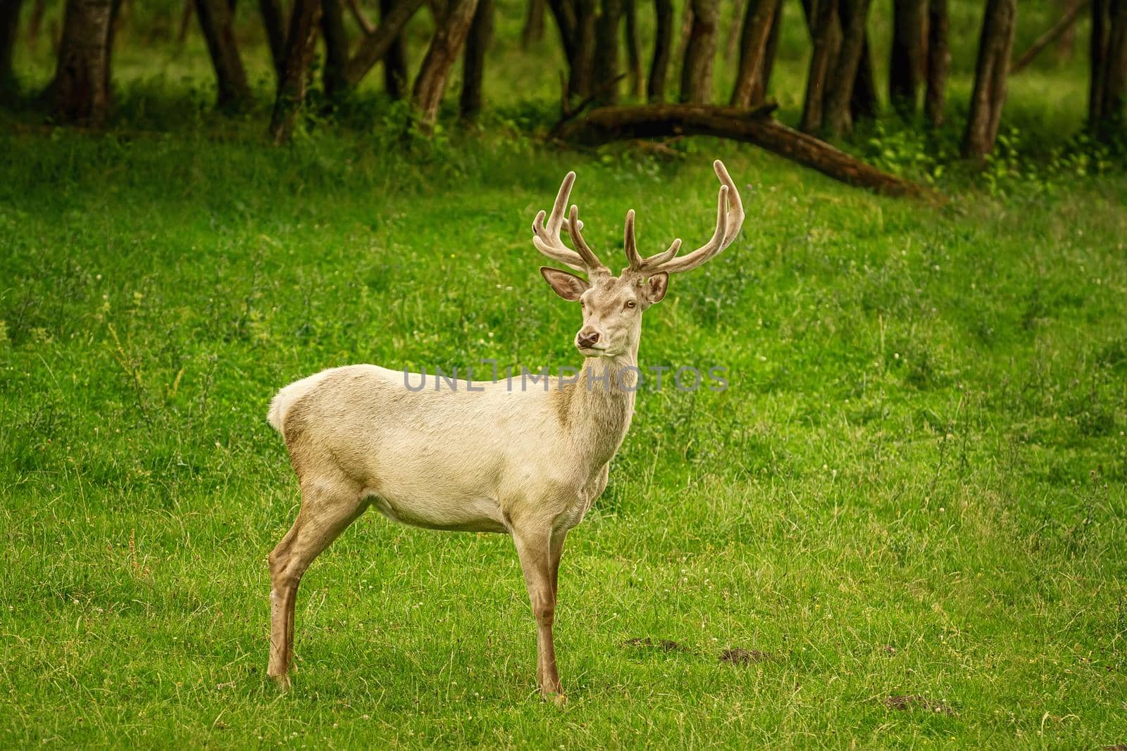 White deer at the green lawn