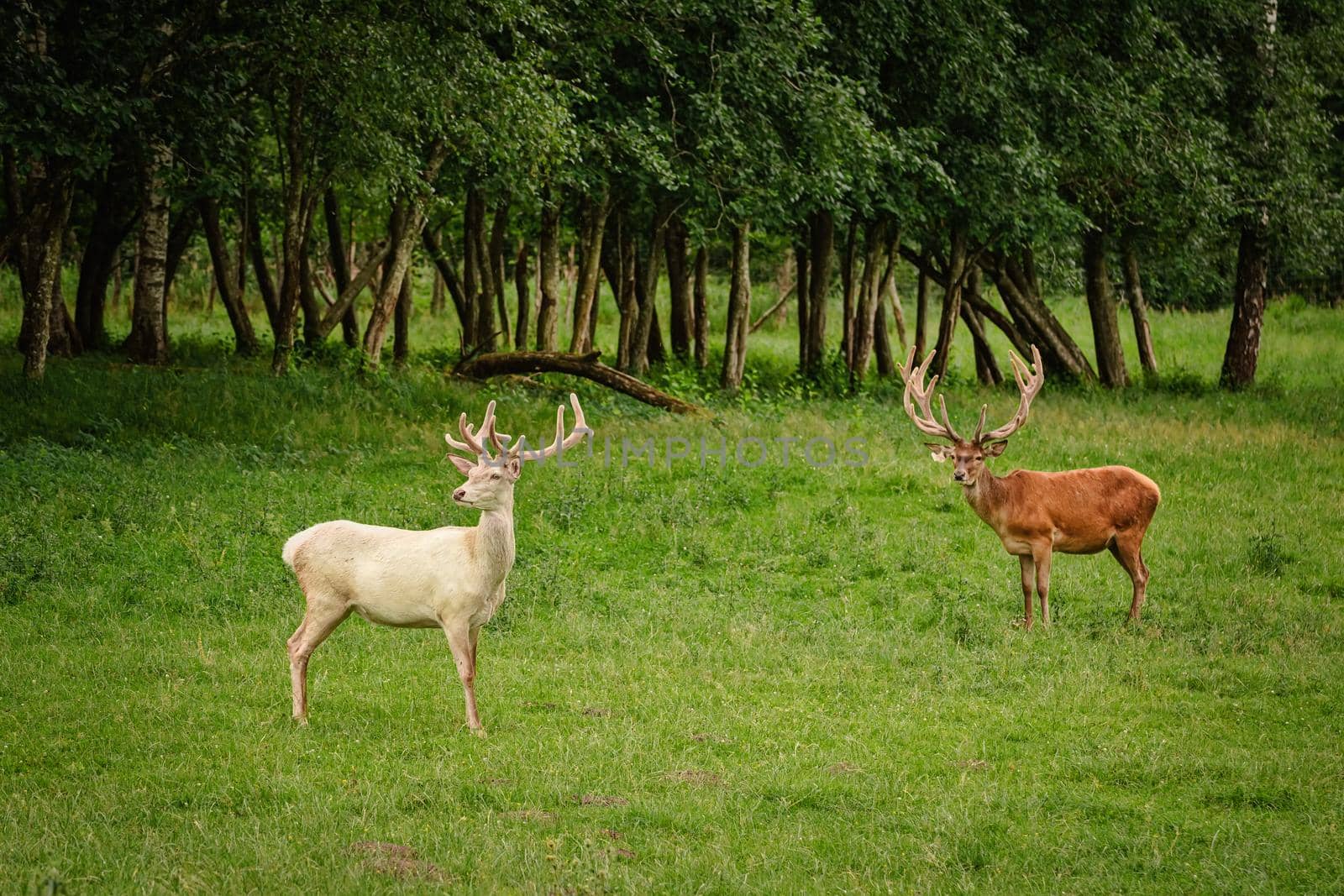 White deer at the green lawn