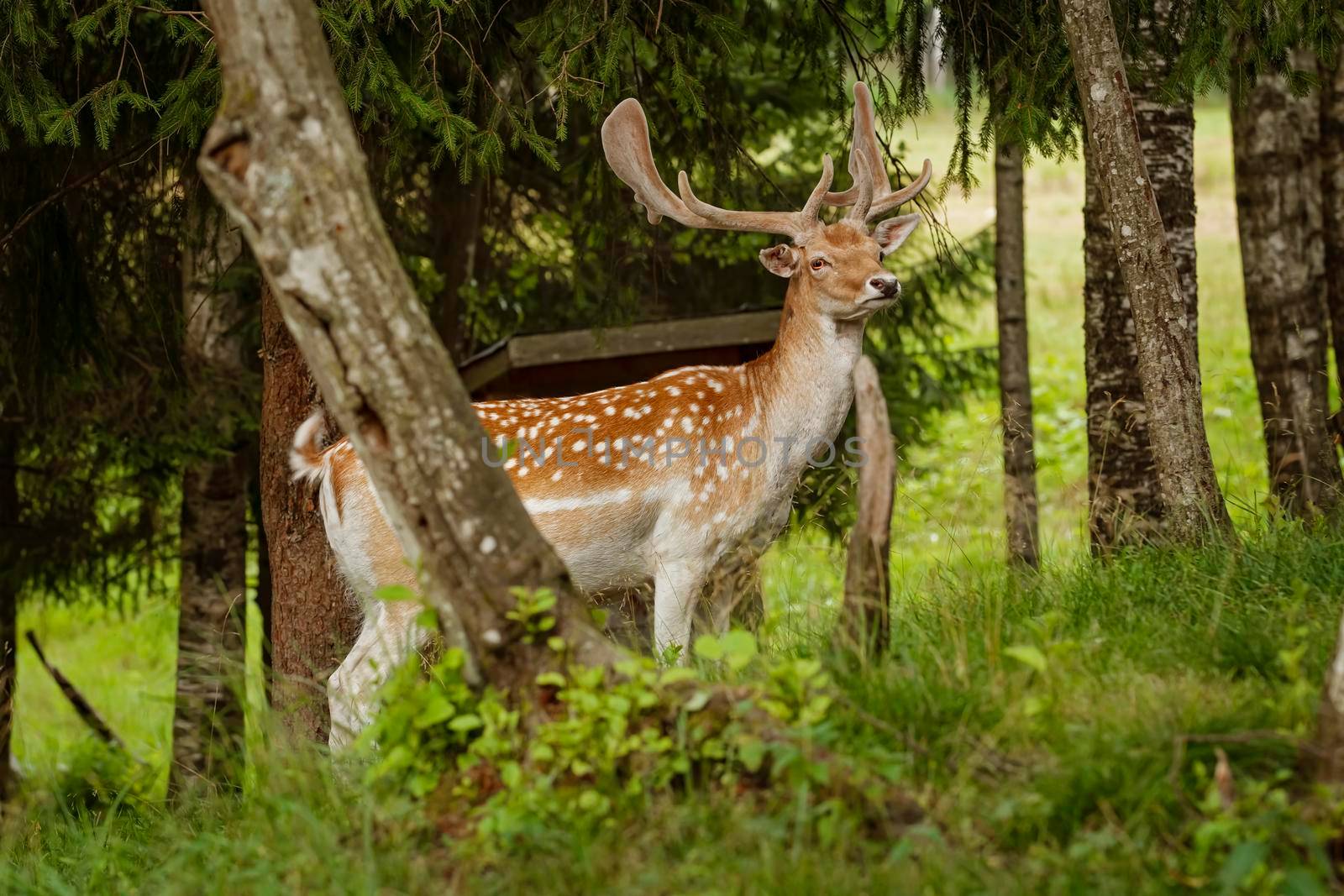 Deers with big horns resting near the forest