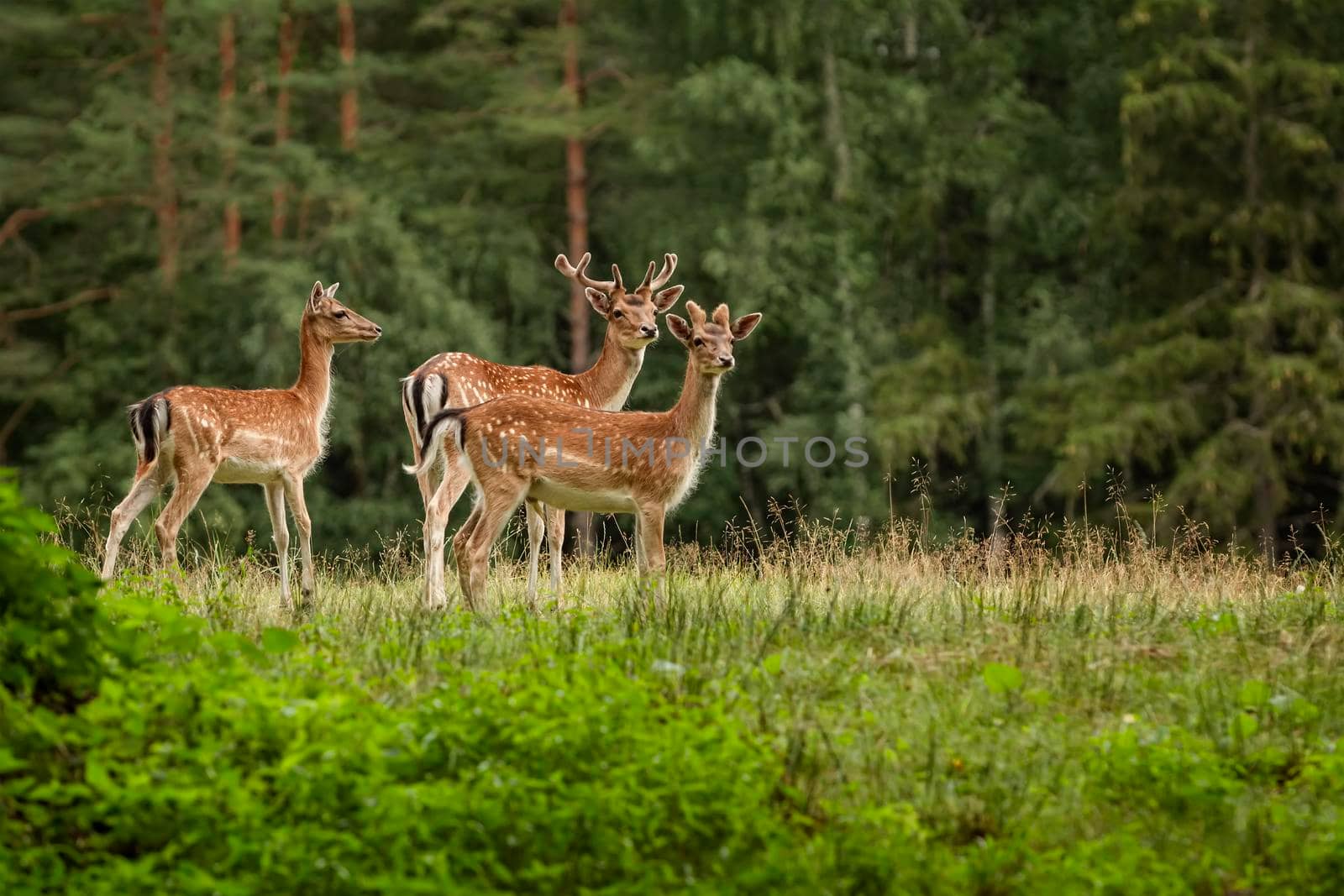 Deers with big horns resting near the forest