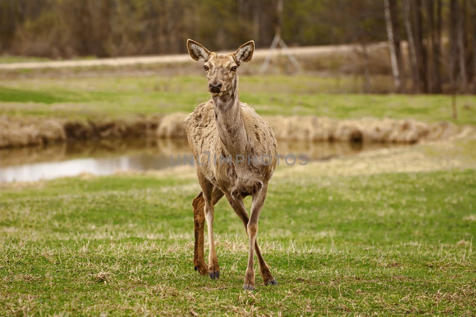 Deer on a pasture land in the countryside