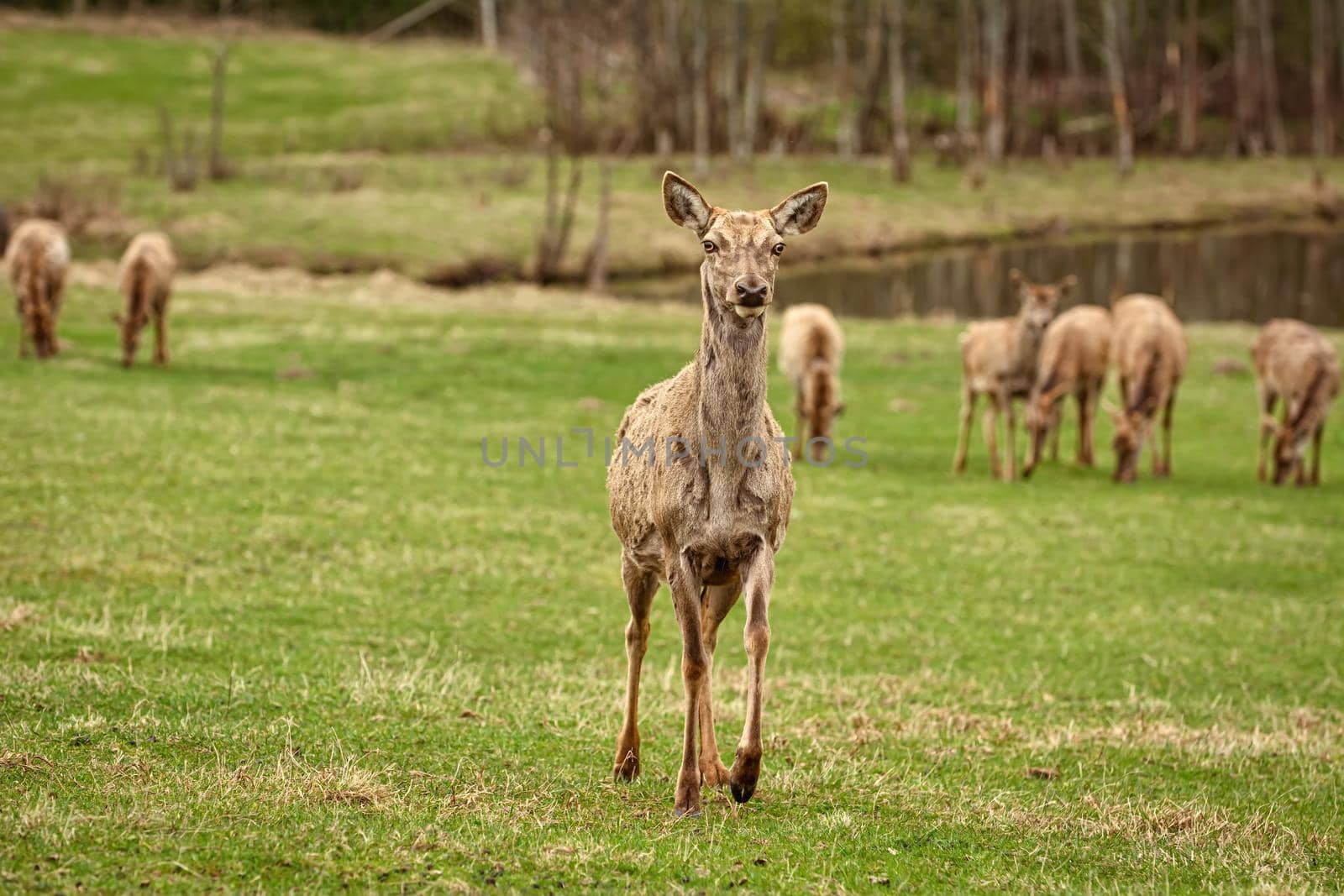 Deers on a pasture land in the countryside