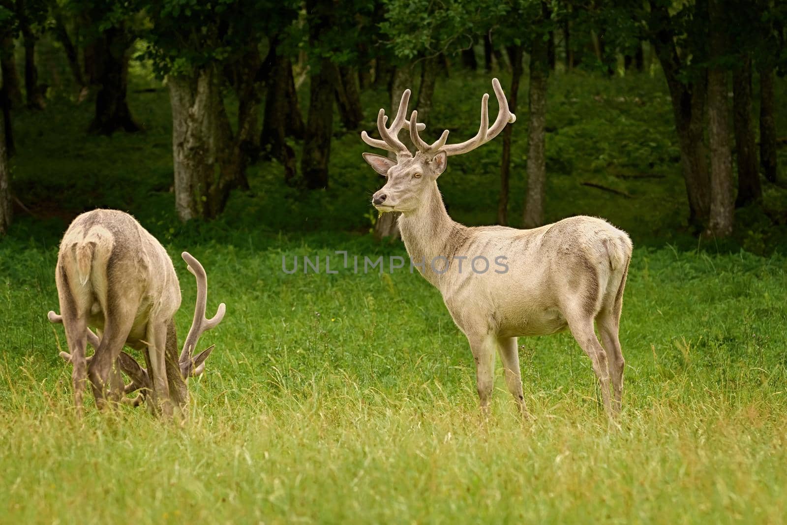 White deers at the green lawn near the forest