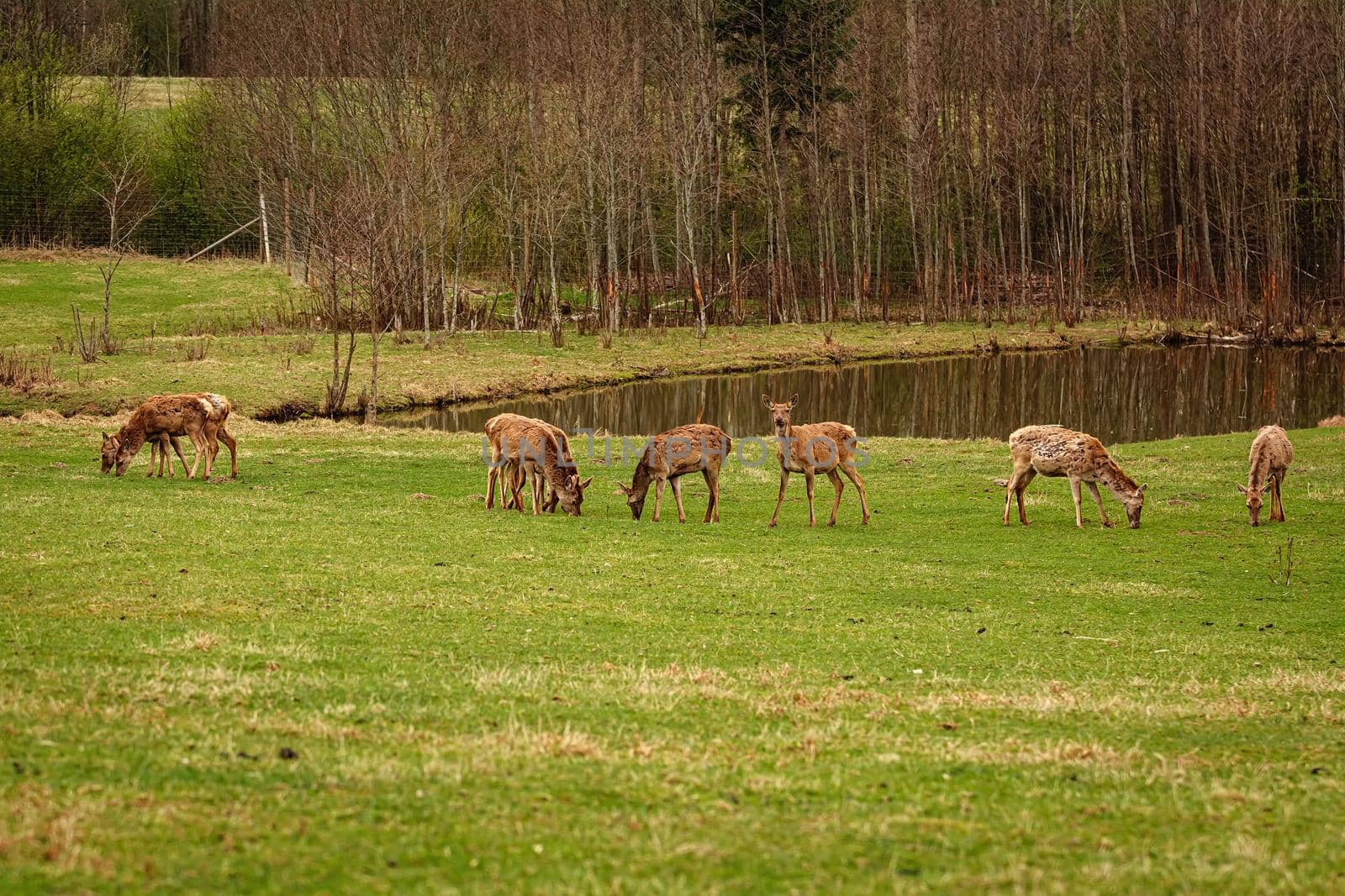 Deers on a pasture land in the countryside
