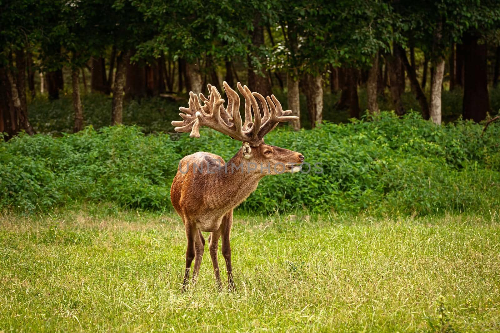 Deer with big horns near the forest