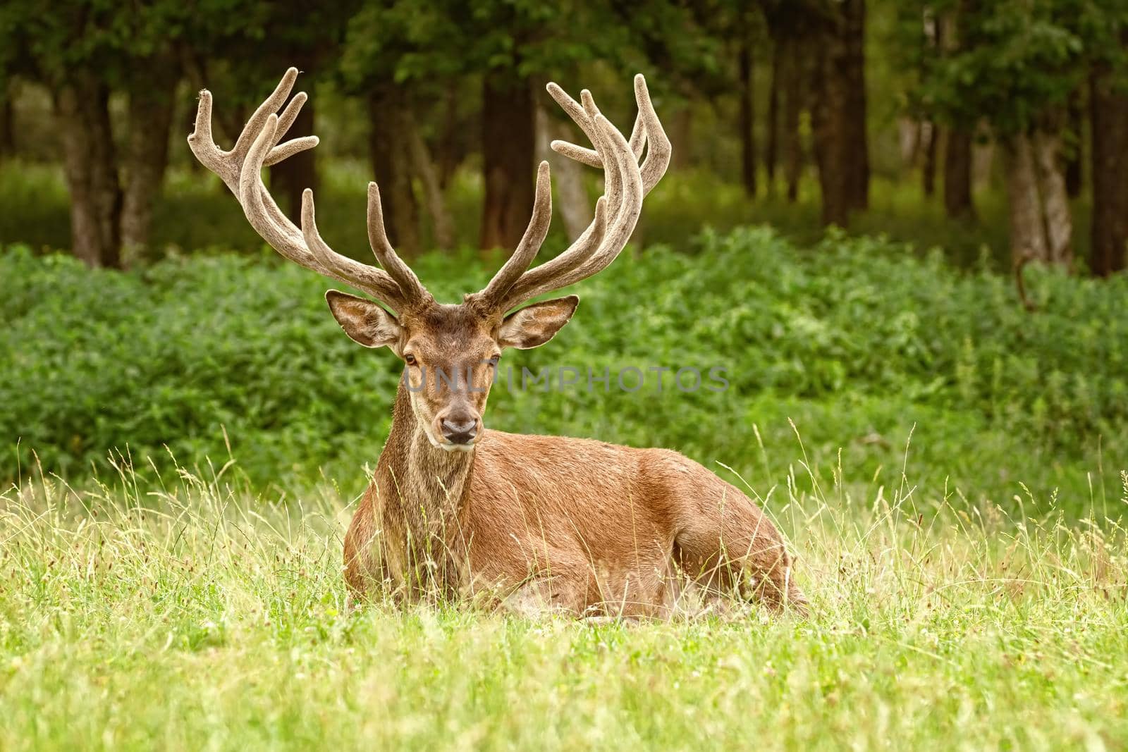 Portrait of a deer with big horns near the forest