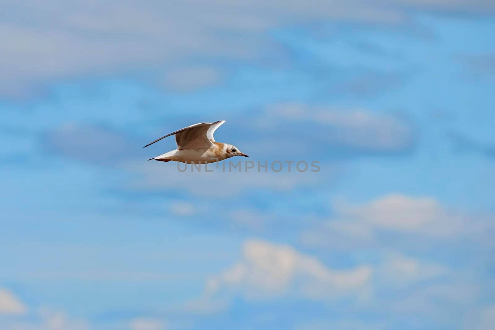 Seagull flying in the sky