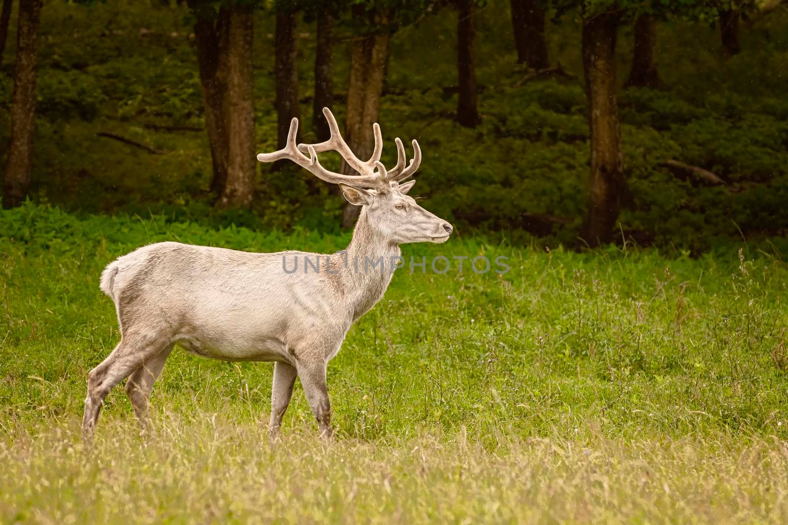 White deer at the lawn by SNR