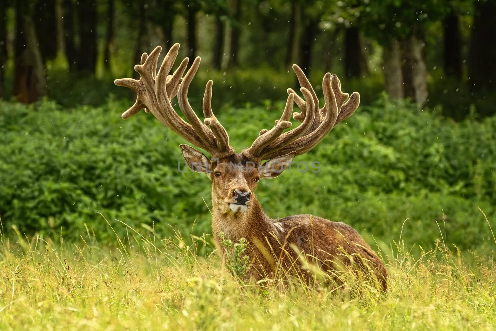 Portrait of a deer with big horns near the forest
