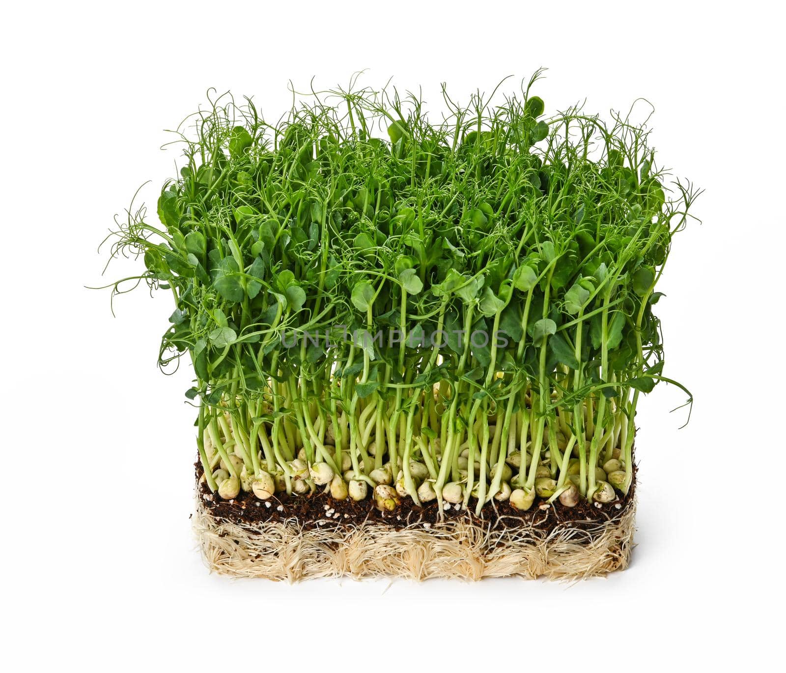 Close up fresh green peas microgreen sprouts on drainage compost isolated on white background, high angle view