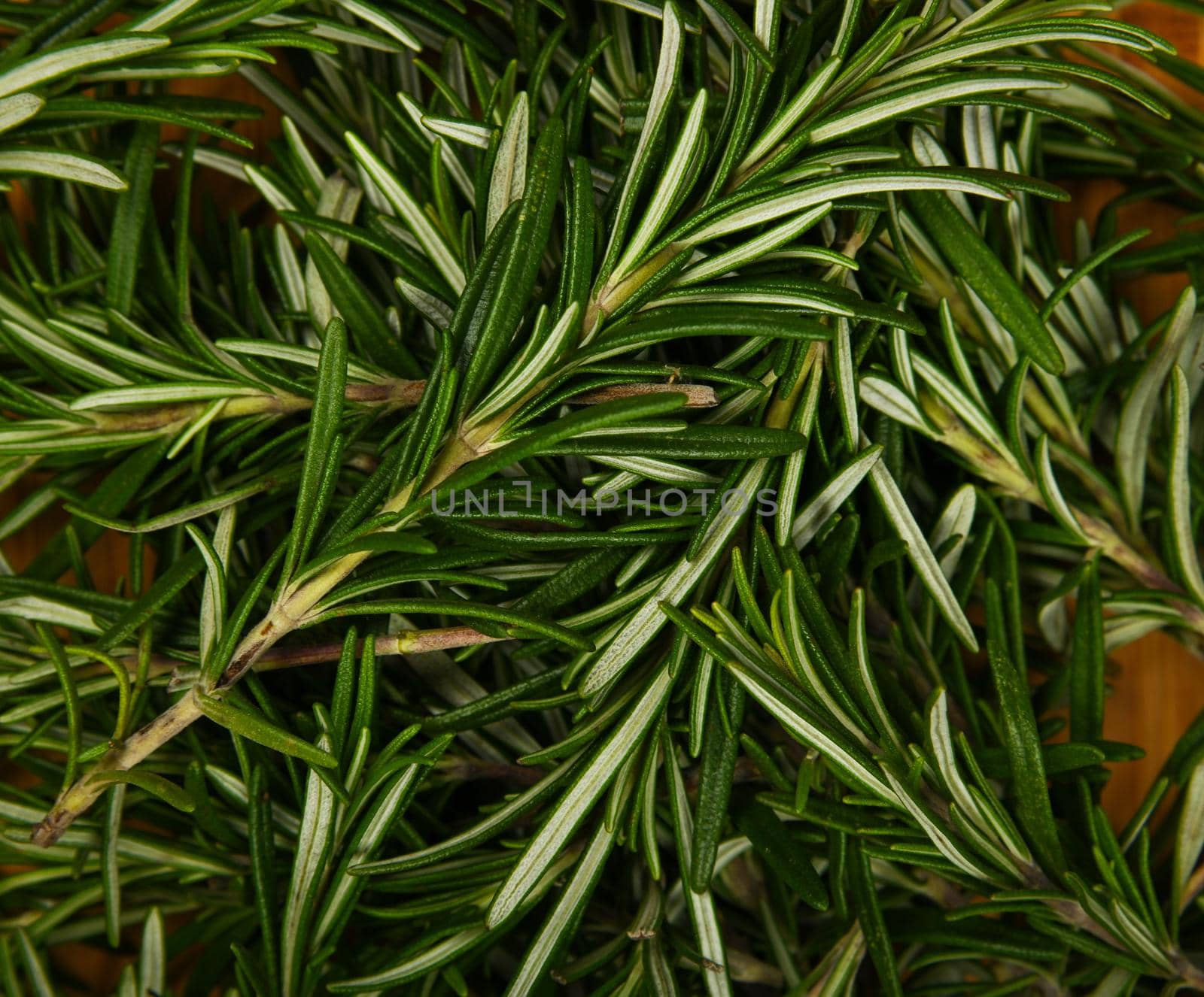 Close up background of fresh green rosemary leaves on wooden plate, elevated top view, directly above