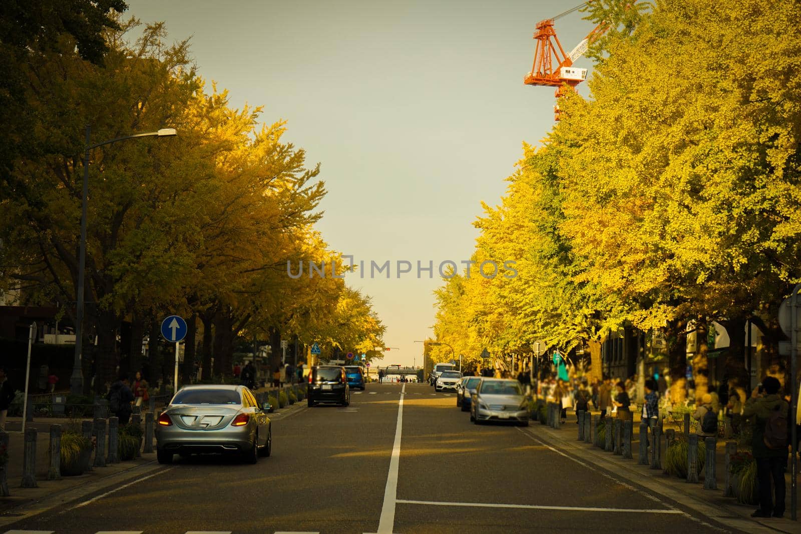 Yokohama and Japan Boulevard Autumn leaves. Shooting Location: Yokohama-city kanagawa prefecture