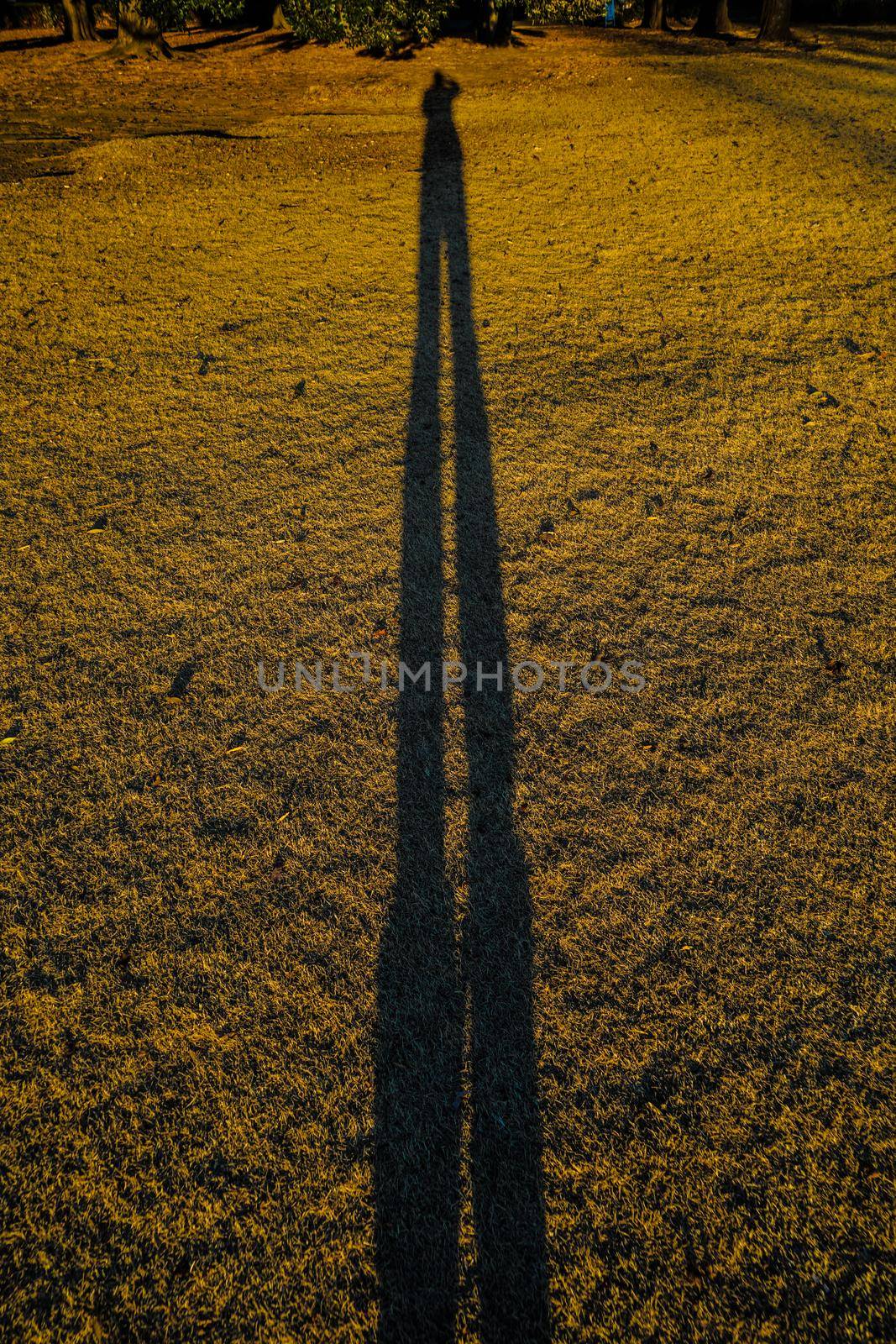 Silhouette of dusk and tree. Shooting Location: Yokohama-city kanagawa prefecture