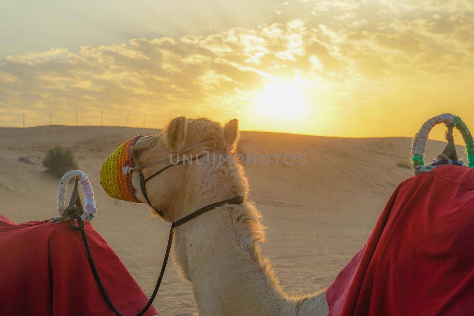 Arabian Desert Camel (United Arab Emirates). Shooting Location: Dubai