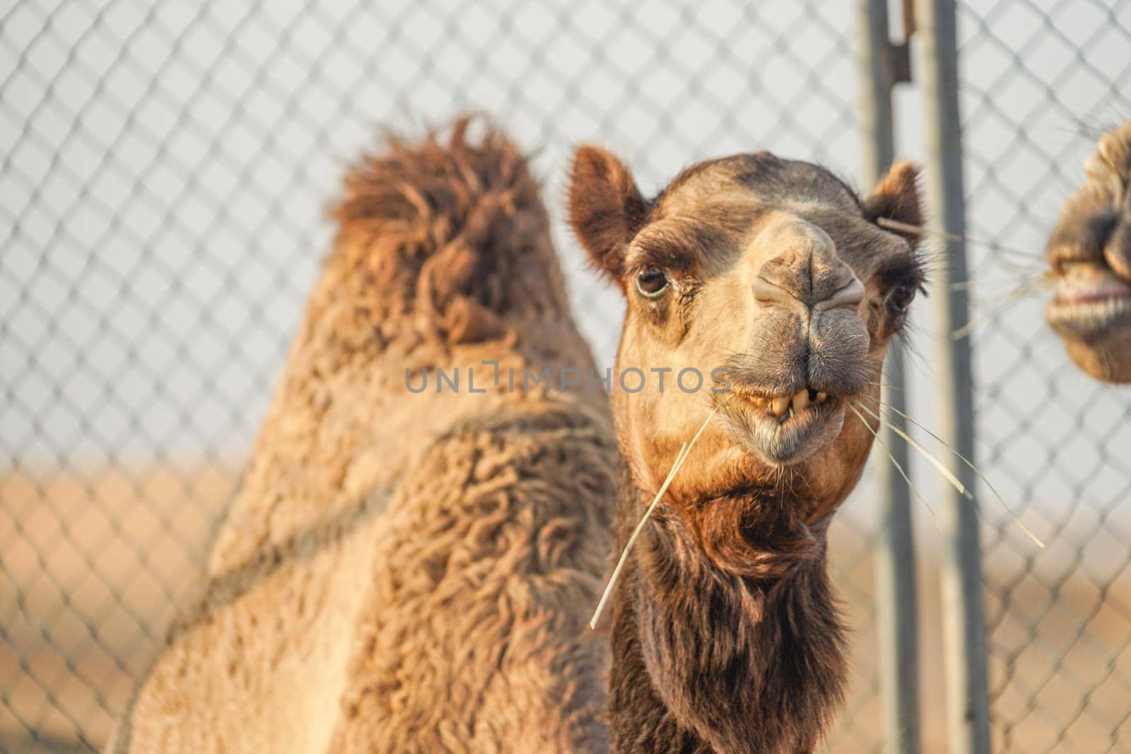 Arabian Desert Camel (United Arab Emirates). Shooting Location: Dubai