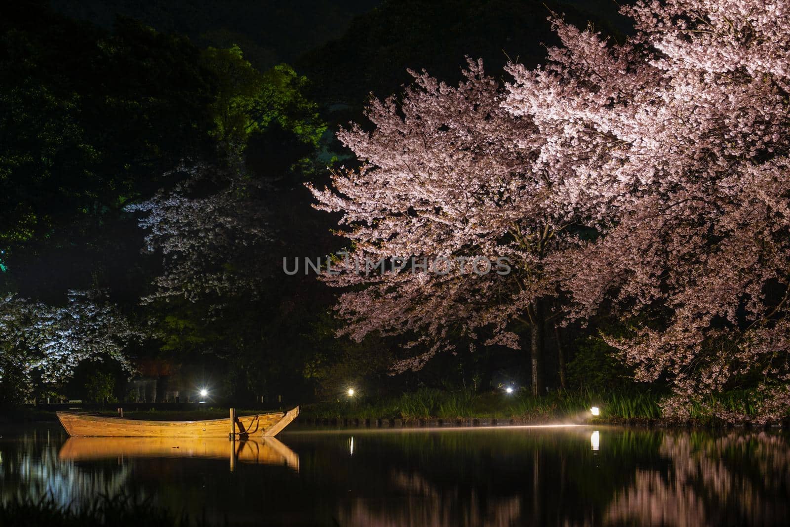 Sankeien Night Sakura. Shooting Location: Yokohama-city kanagawa prefecture