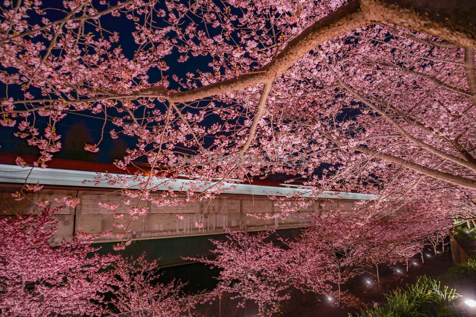 Kawazu cherry and train on Miura coast. Shooting Location: Miura City, Kanagawa Prefecture