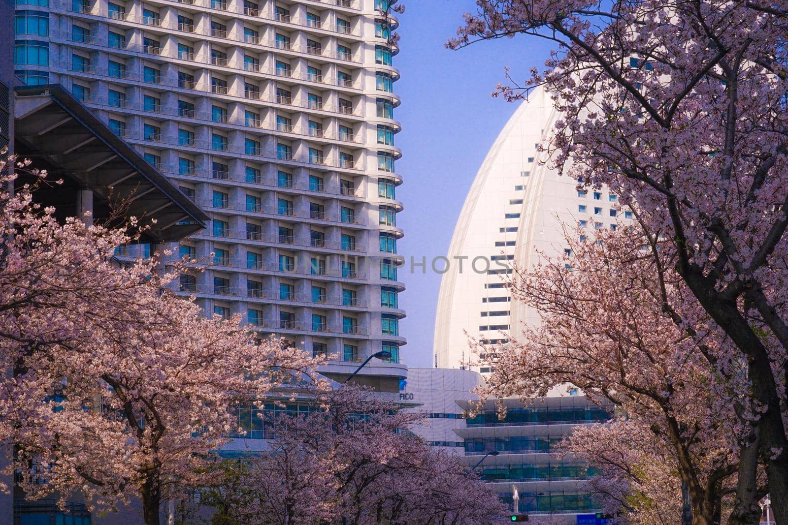 Cherry blossoms in full bloom and the city of Yokohama. Shooting Location: Yokohama-city kanagawa prefecture