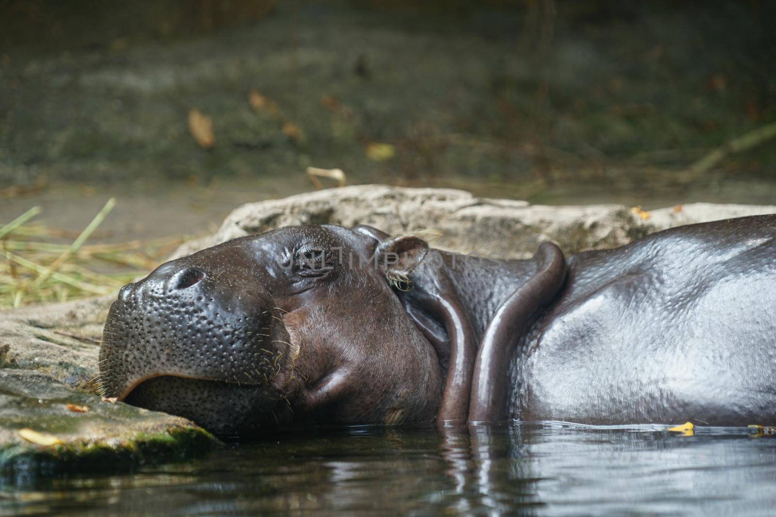 Image of hippo to bath. Shooting Location: Singapore