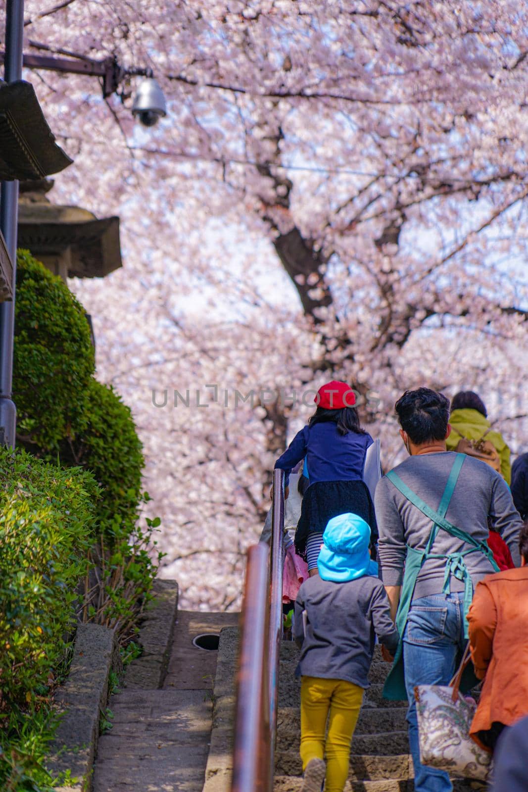 The cherry blossoms of the full bloom of Ikegami Honman temple. Shooting Location: Tokyo metropolitan area