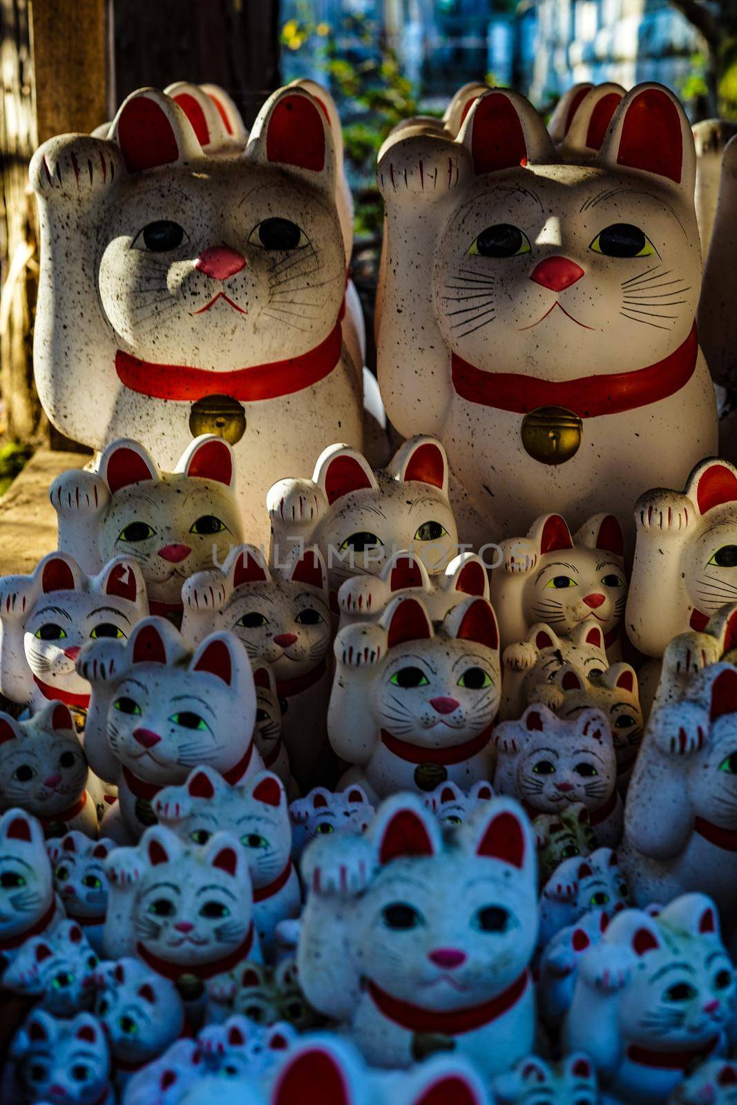 Image of invited cat (Tokyo, Gotokuji). Shooting Location: Tokyo metropolitan area