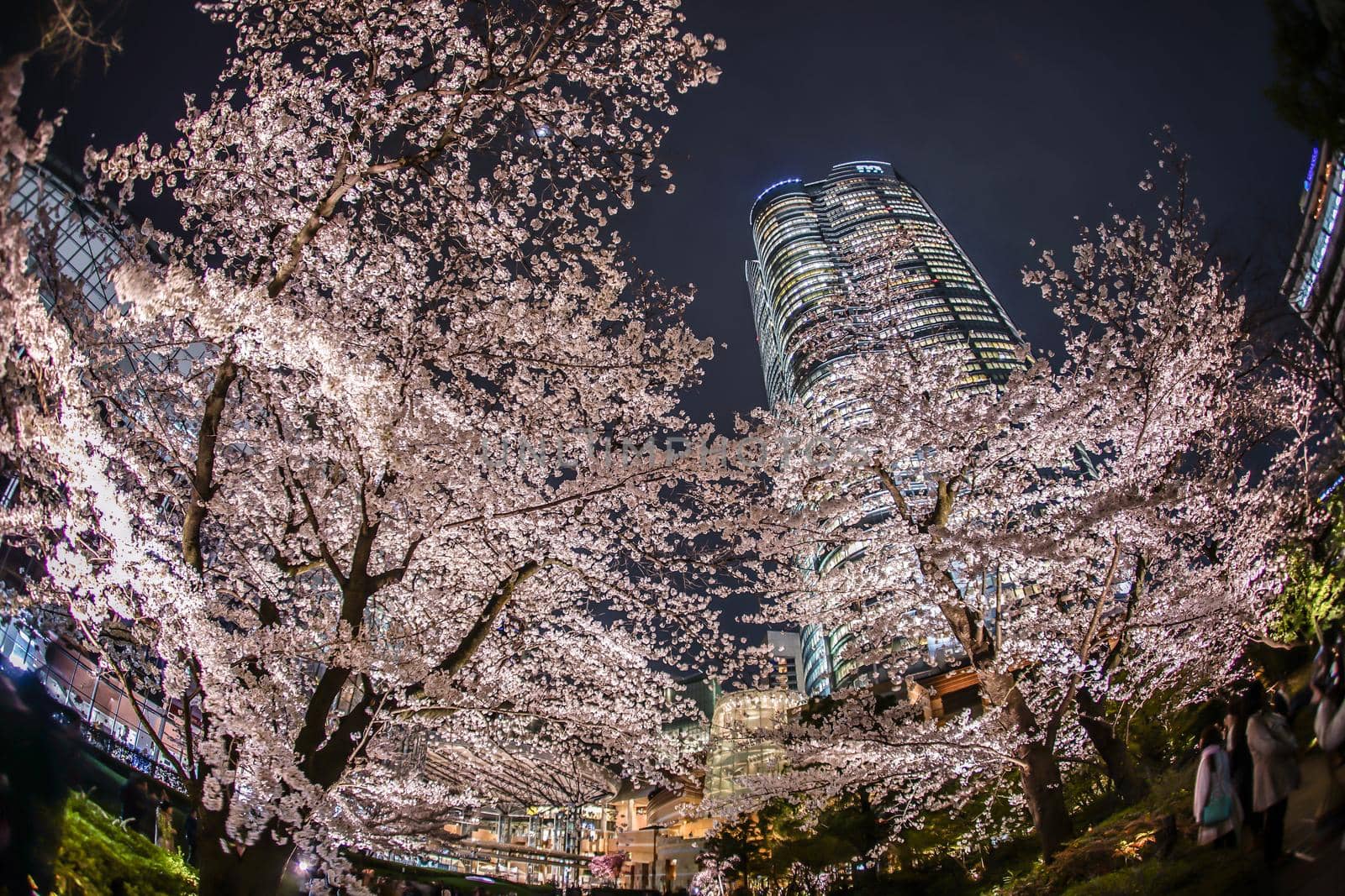 Heavy garden night cherry blossoms and Roppongi Hills. Shooting Location: Tokyo metropolitan area