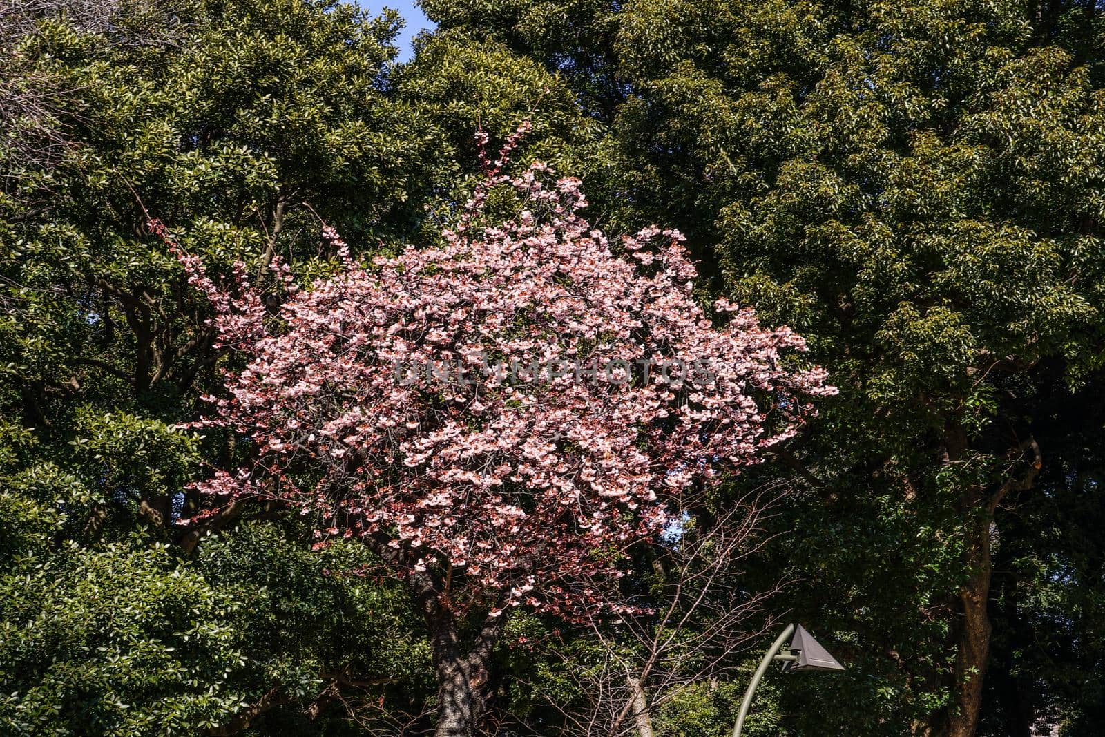 Sakura of Ueno Zoo. Shooting Location: Tokyo metropolitan area