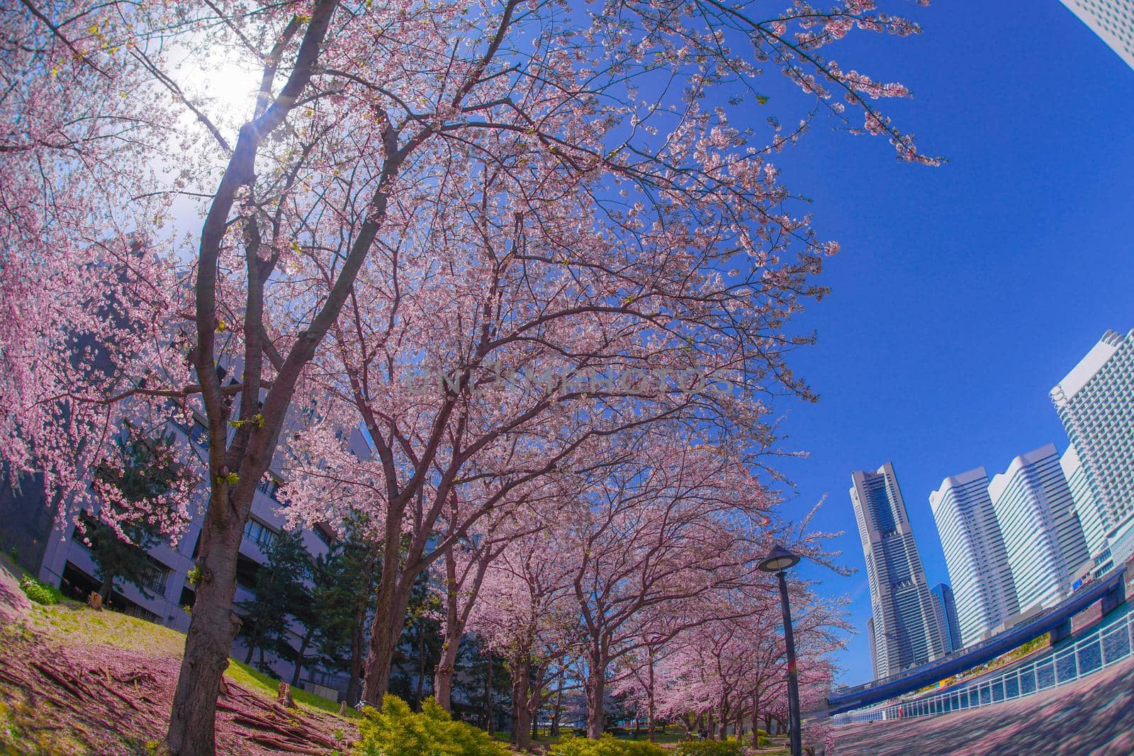 The city of full bloom and the city of Yokohama Minato Mirai. Shooting Location: Yokohama-city kanagawa prefecture
