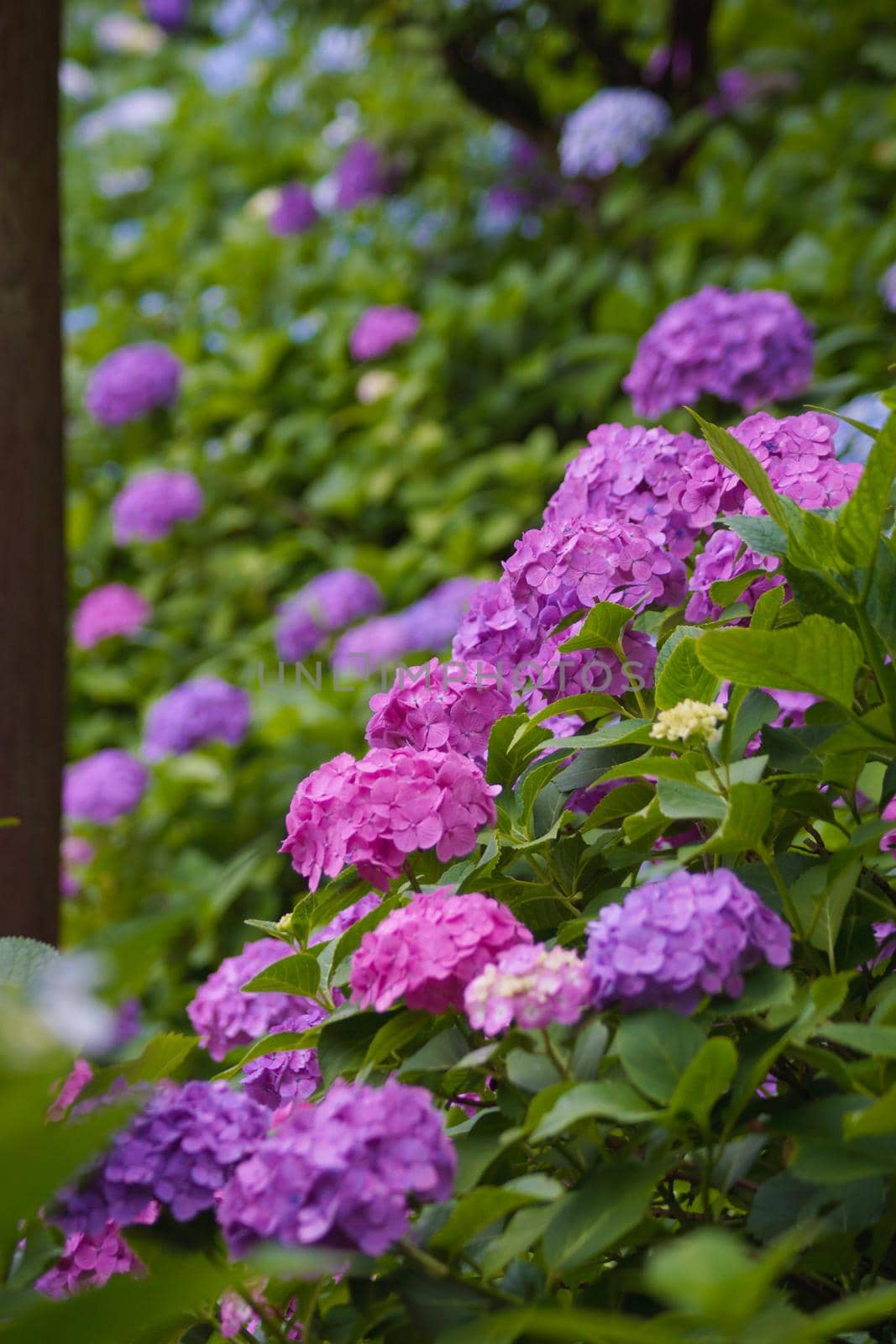 Hydrangeaic image. Shooting Location: Kamakura City, Kanagawa Prefecture