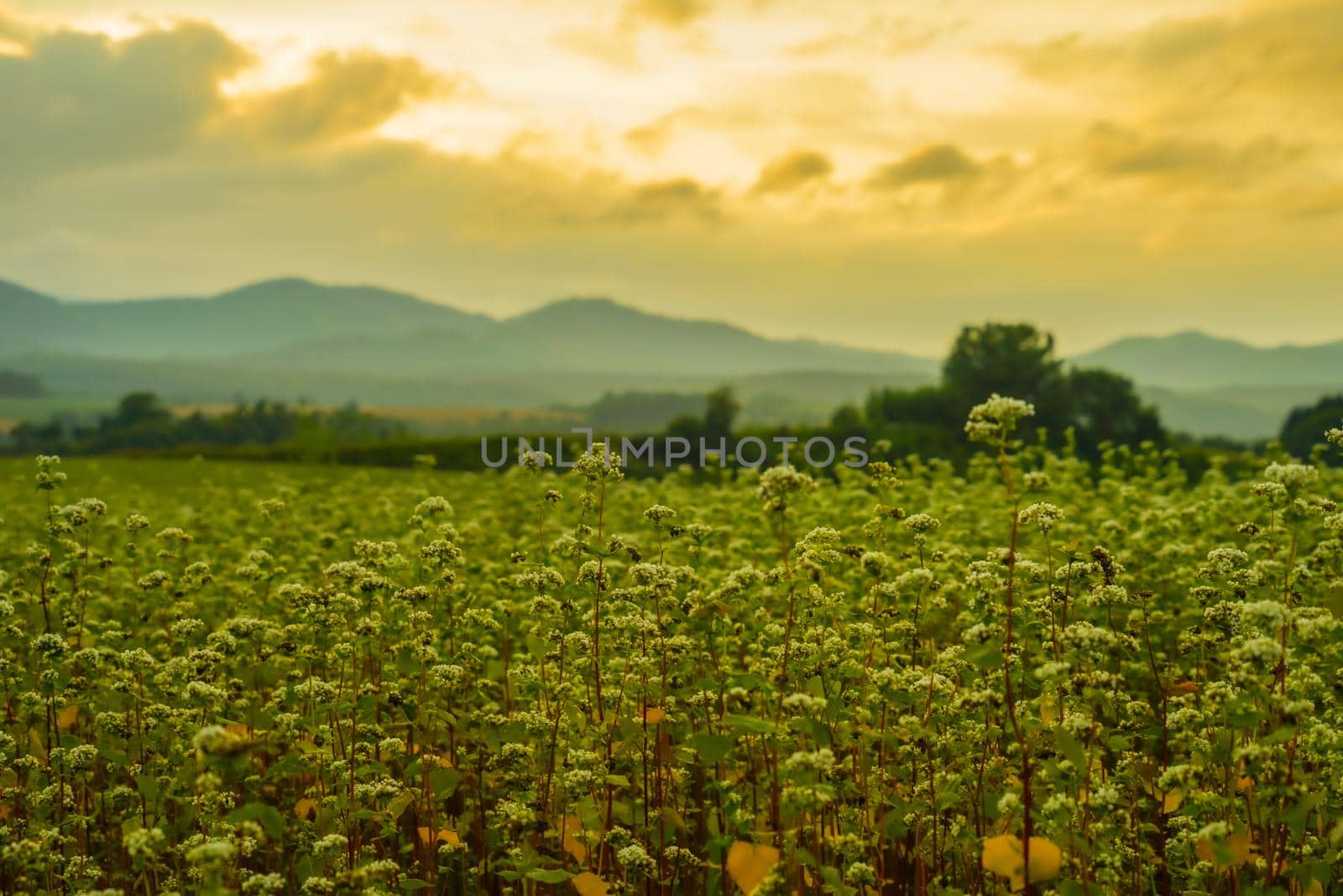 Sunset view with meadow in Hokkaido. Shooting Location: Hokkaido Biei-cho
