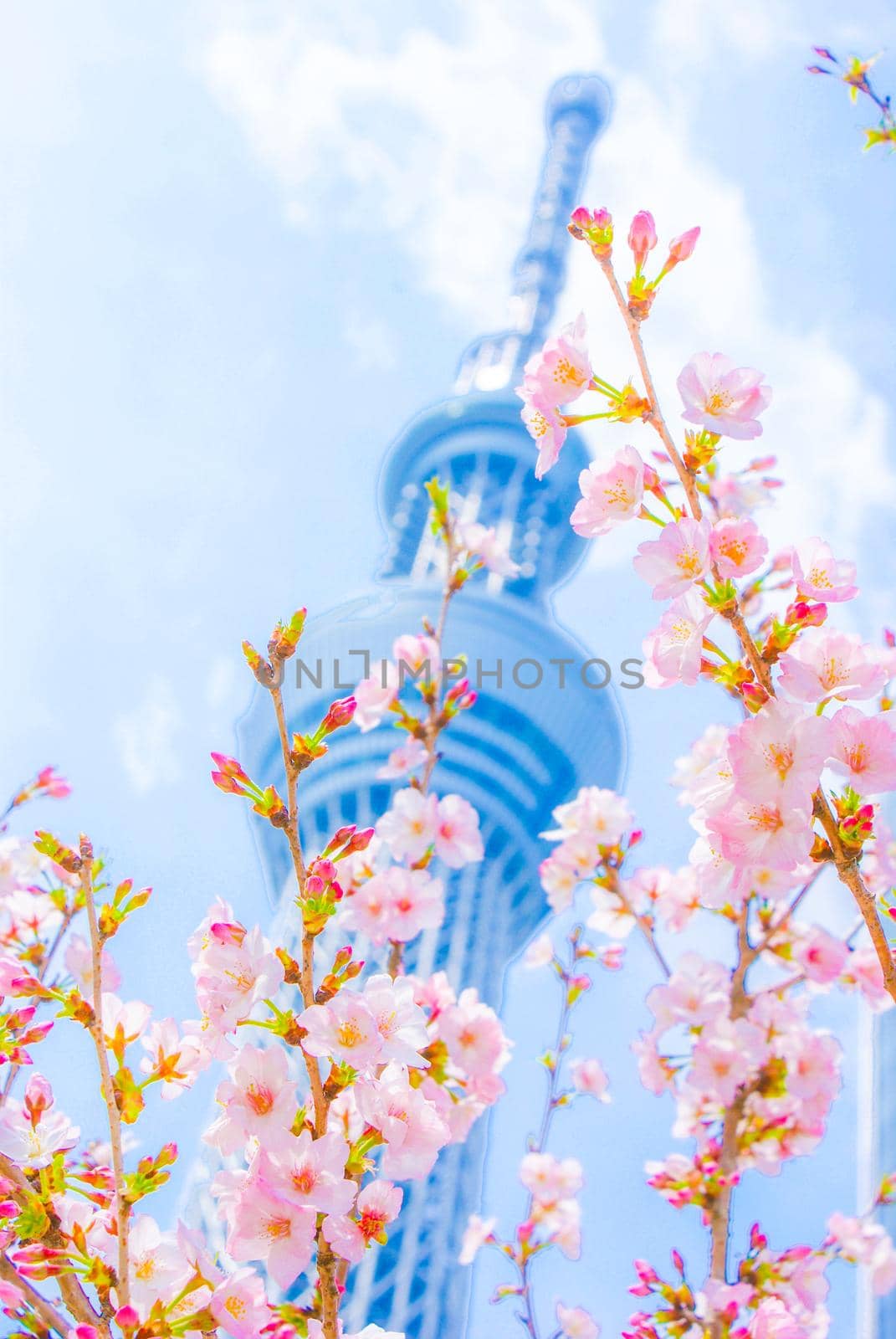 Cherry blossoms and Tokyo Sky Tree images. Shooting Location: Tokyo metropolitan area