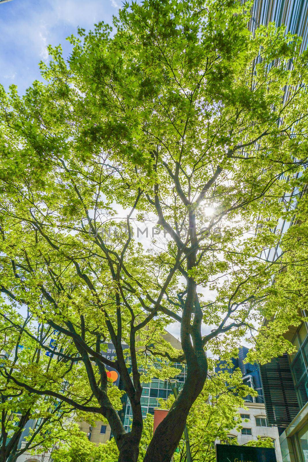 Image of sunbeam day. Shooting Location: Yokohama-city kanagawa prefecture
