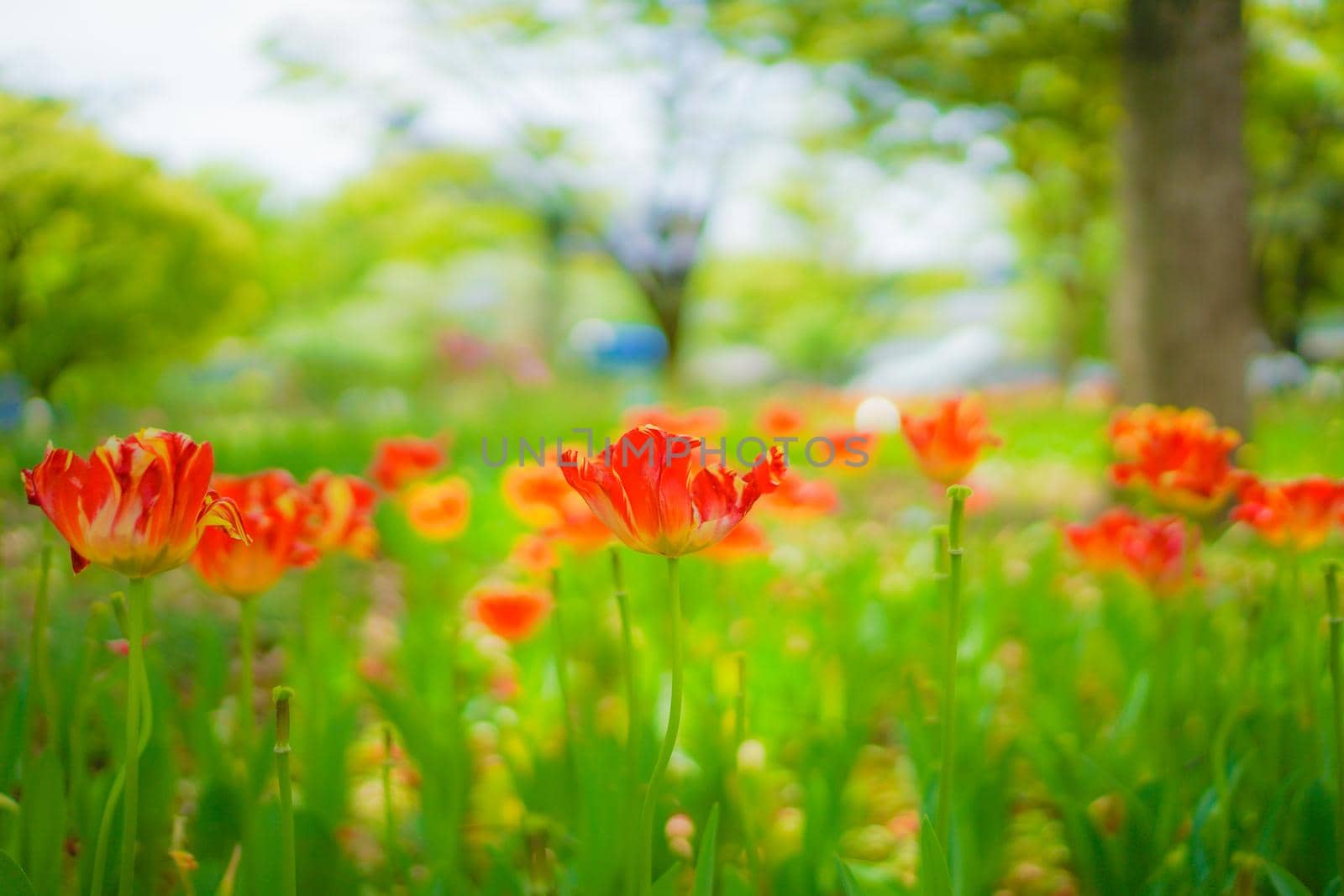 Red tulips illuminated by the sun. Shooting Location: Yokohama-city kanagawa prefecture
