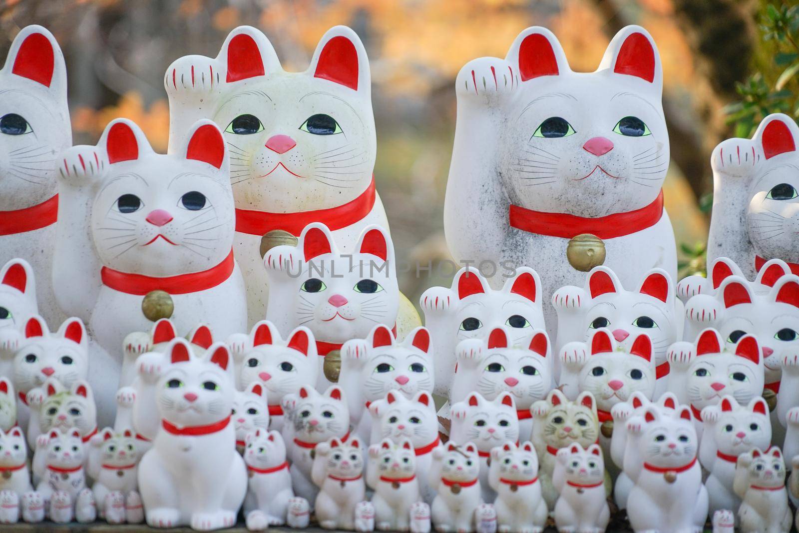 Image of invited cat (Tokyo, Gotokuji). Shooting Location: Tokyo metropolitan area