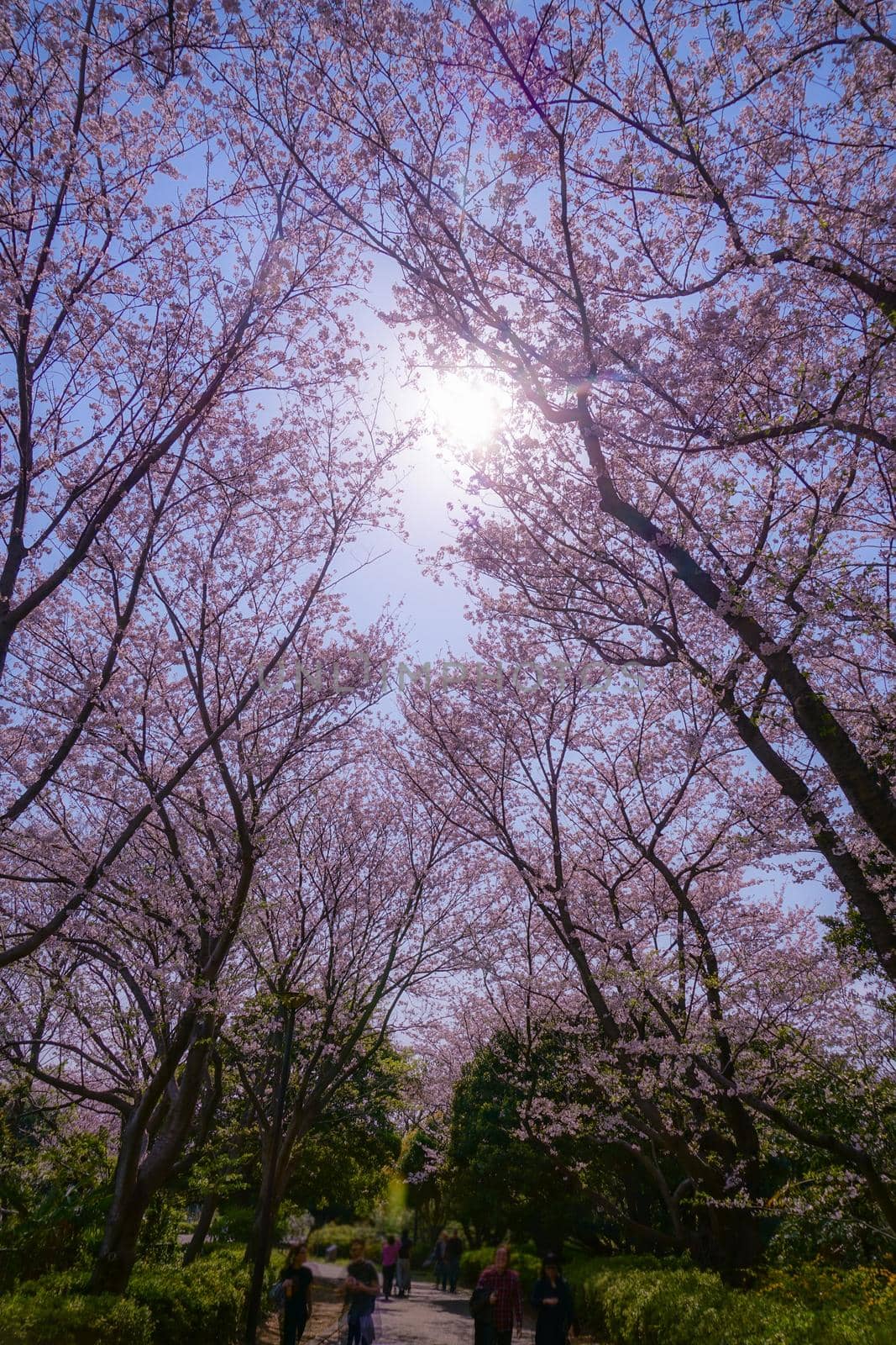Cherry blossoms in full bloom of Makimoku Motoh (Yokohama City). Shooting Location: Yokohama-city kanagawa prefecture