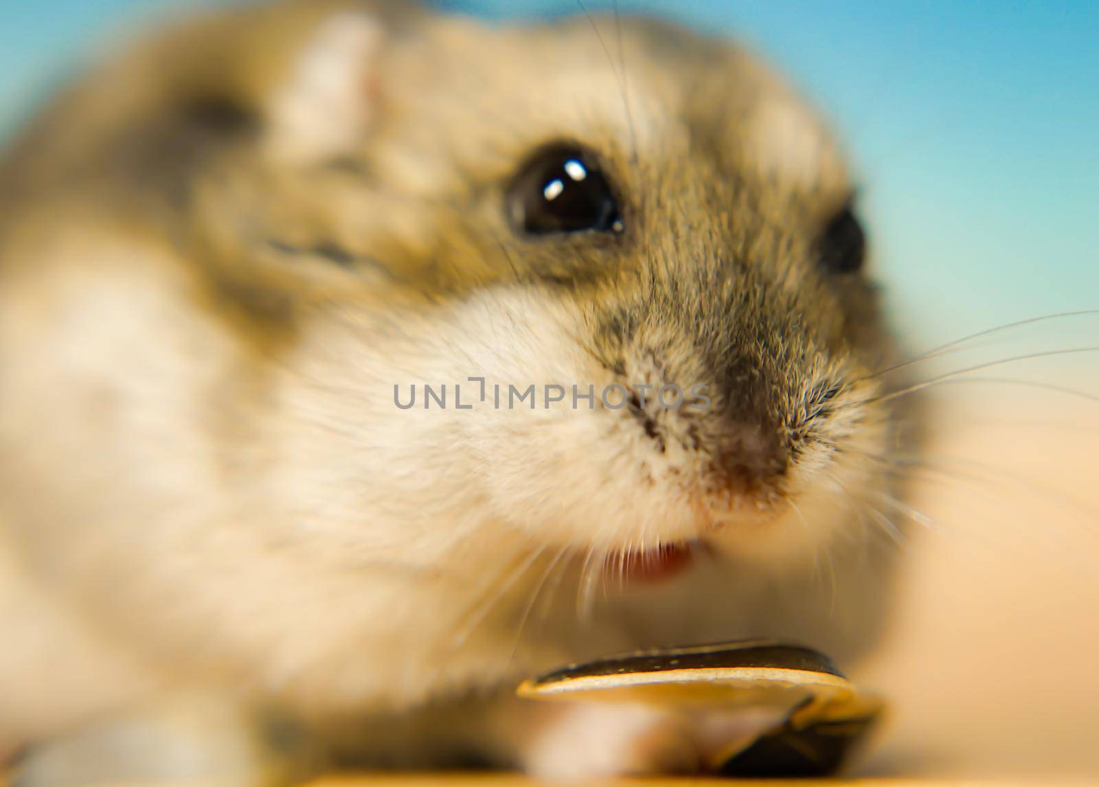Cute jungarian hamster. Shooting Location: Yokohama-city kanagawa prefecture