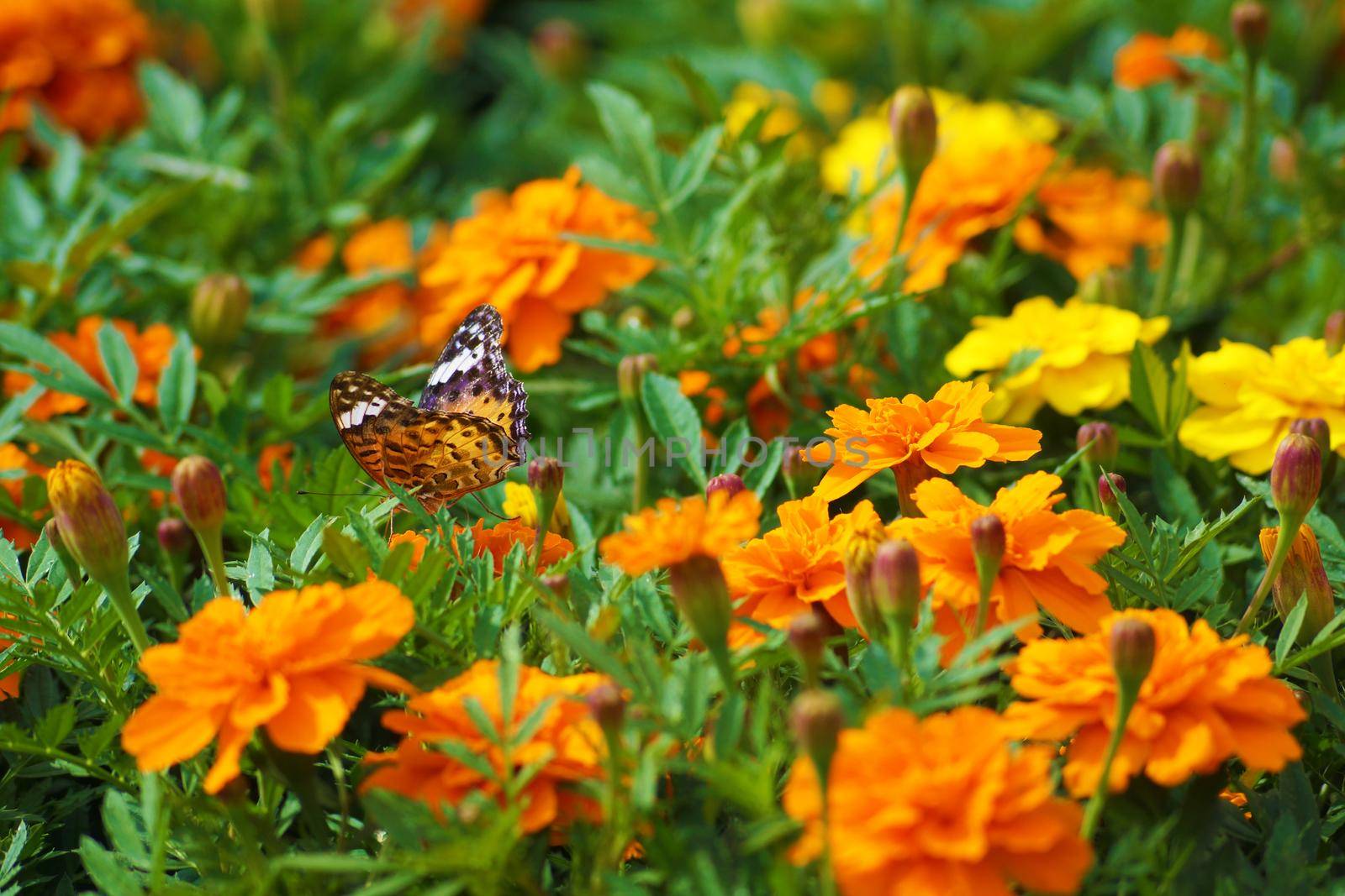 Marigold and butterflies. Shooting Location: Tokyo metropolitan area