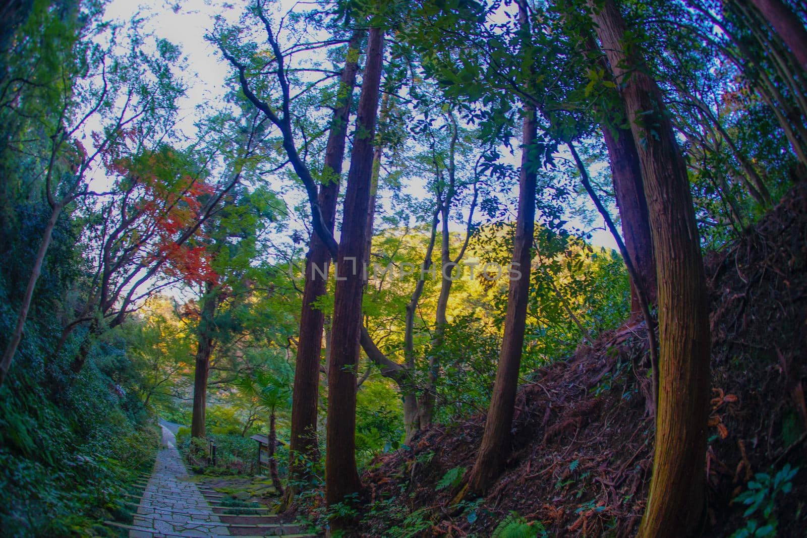 Stone stair of moss. Shooting Location: Kamakura City, Kanagawa Prefecture