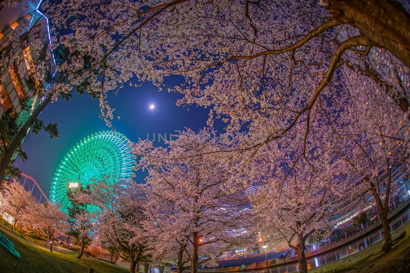Minato Mirais night cherry blossoms and ferris wheel. Shooting Location: Yokohama-city kanagawa prefecture