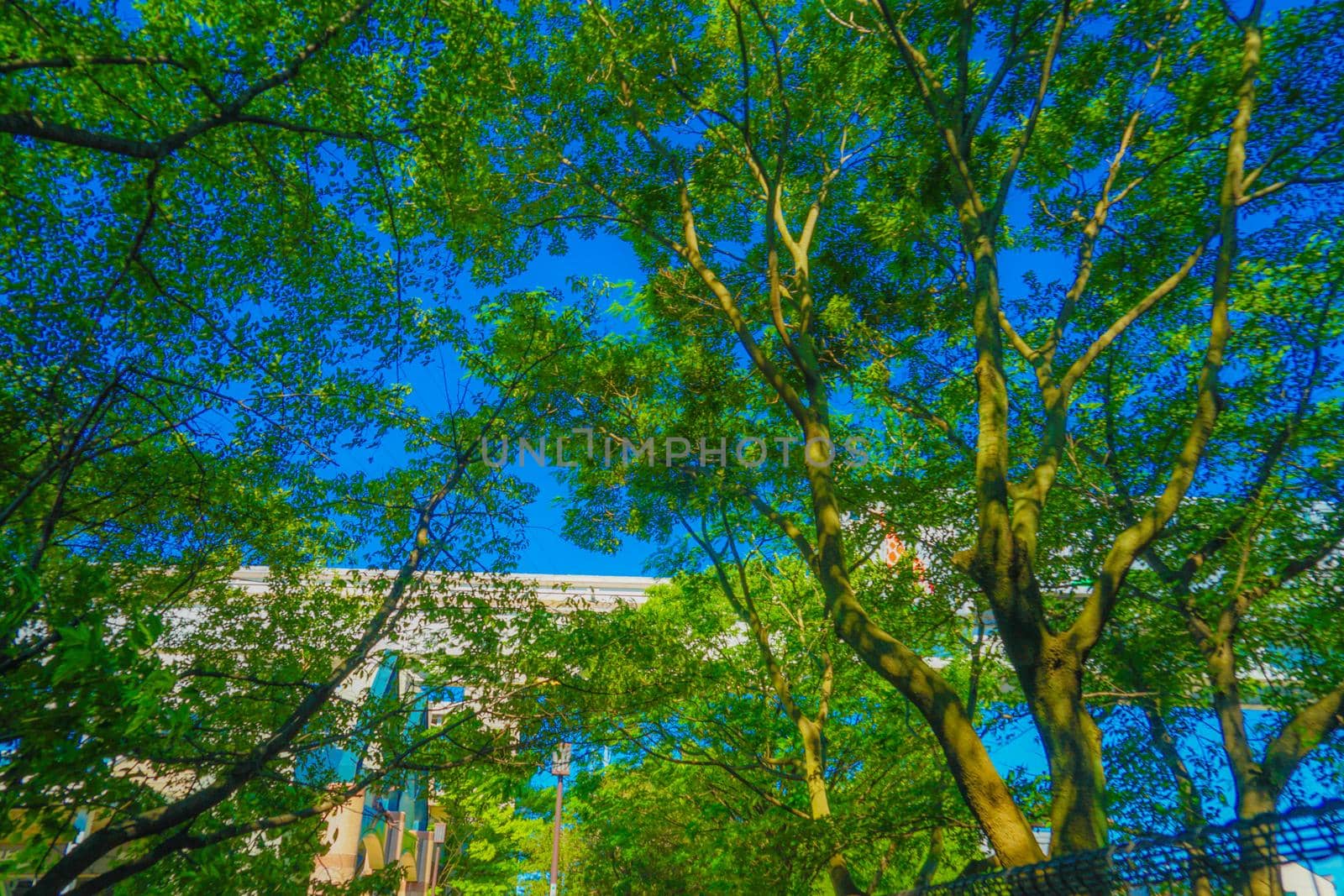 Tamagawa water and buildings wrapped in fresh green. Shooting Location: Tokyo Metropolitan Akishima City