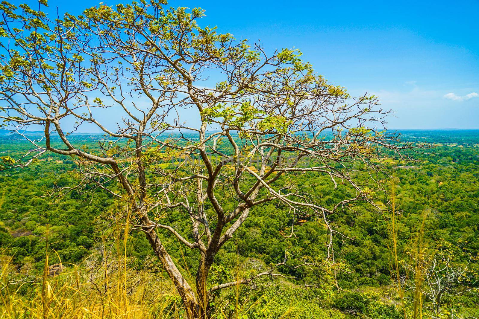 Landscape seen from the top of Seagiriya Rock. Shooting Location: Sri Lanka