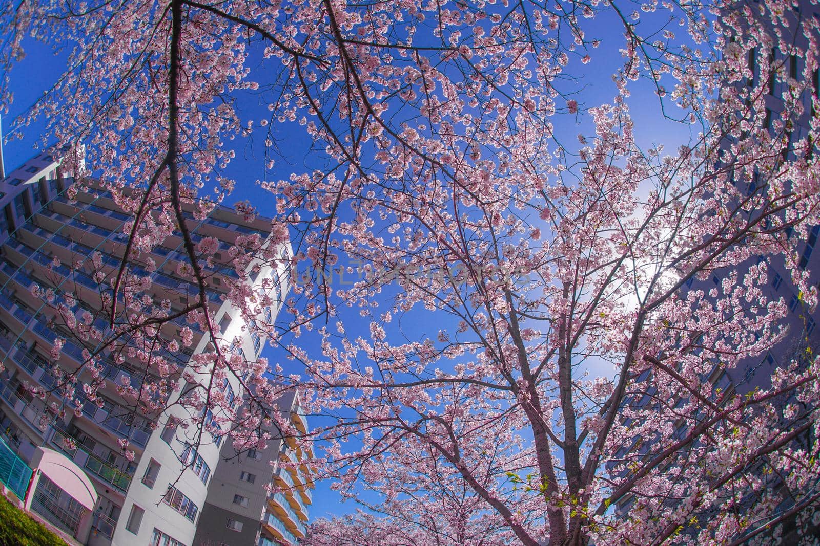 Cherry blossoms and towns of the full bloom of the Sakiko River. Shooting Location: Yokohama-city kanagawa prefecture