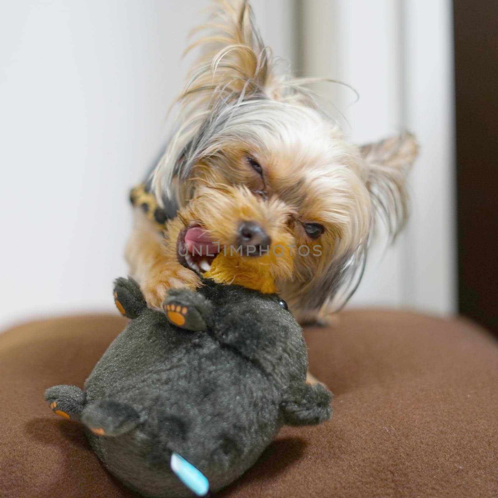 Cute Yorkshire Terrier (Companion Animal). Shooting Location: Tokyo metropolitan area